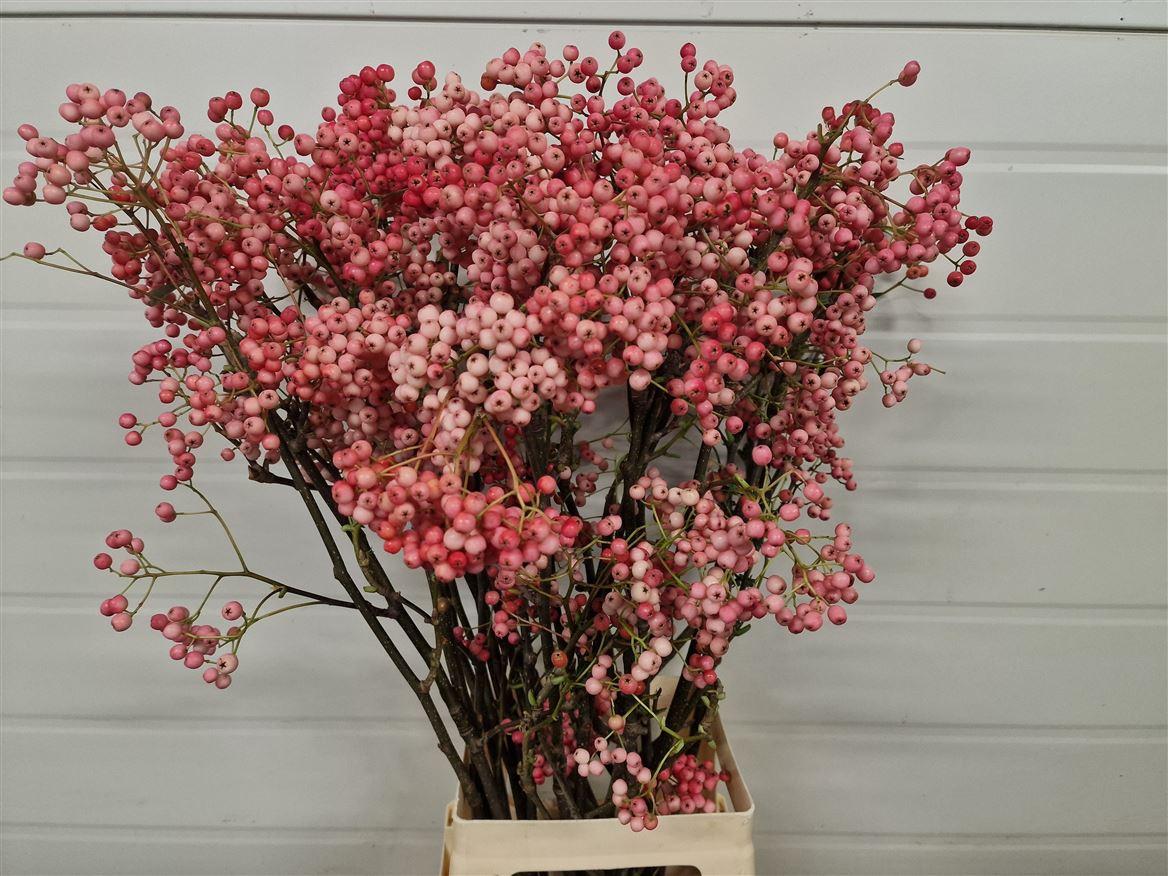 Sorbus Pink Pearl P Stem 65cm
