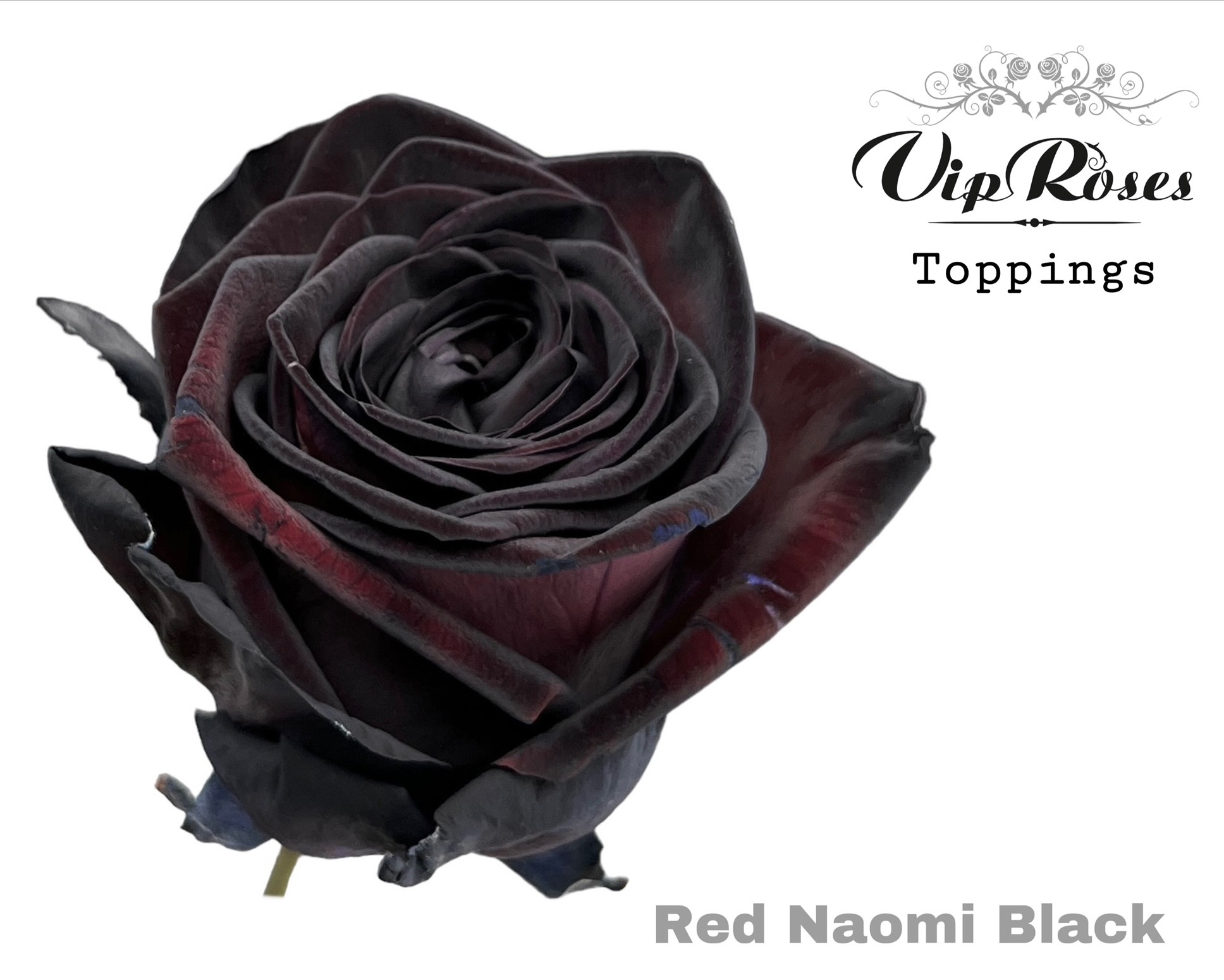 R Gr Red Naomi Black 70 cm