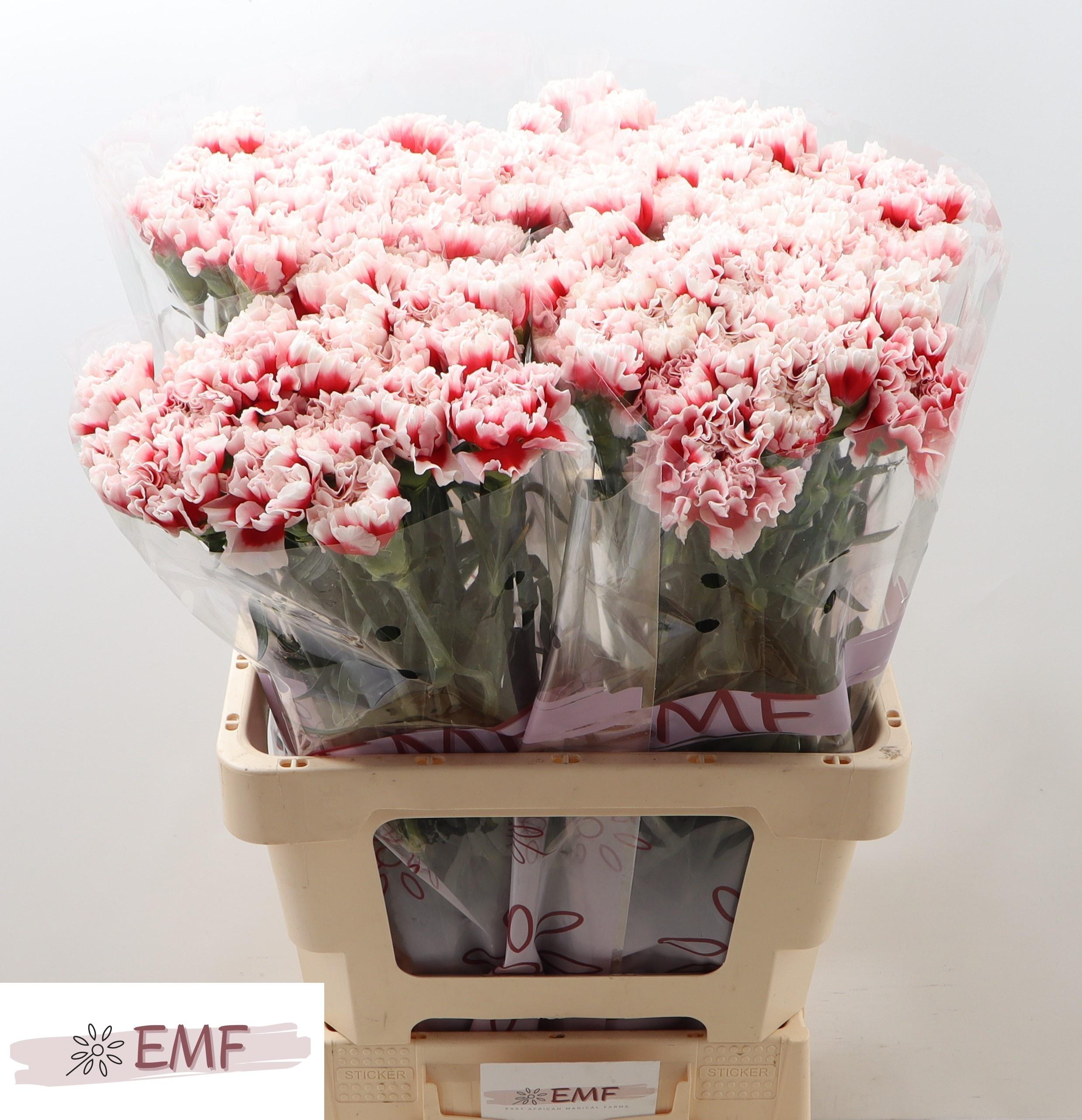 Dianthus Single Kirk 65cm