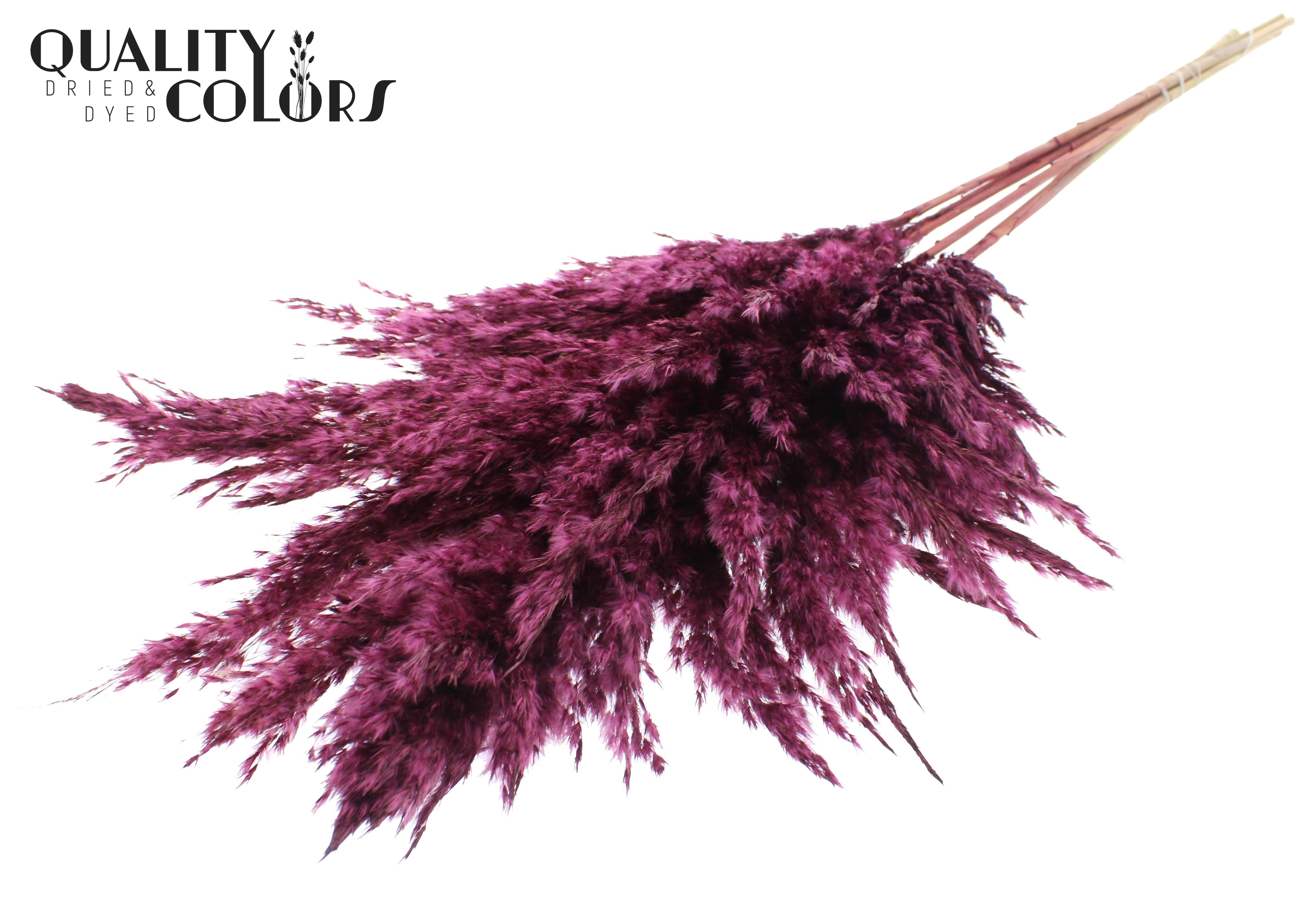 Pampas Grass Burgundy Per Bunch 100cm