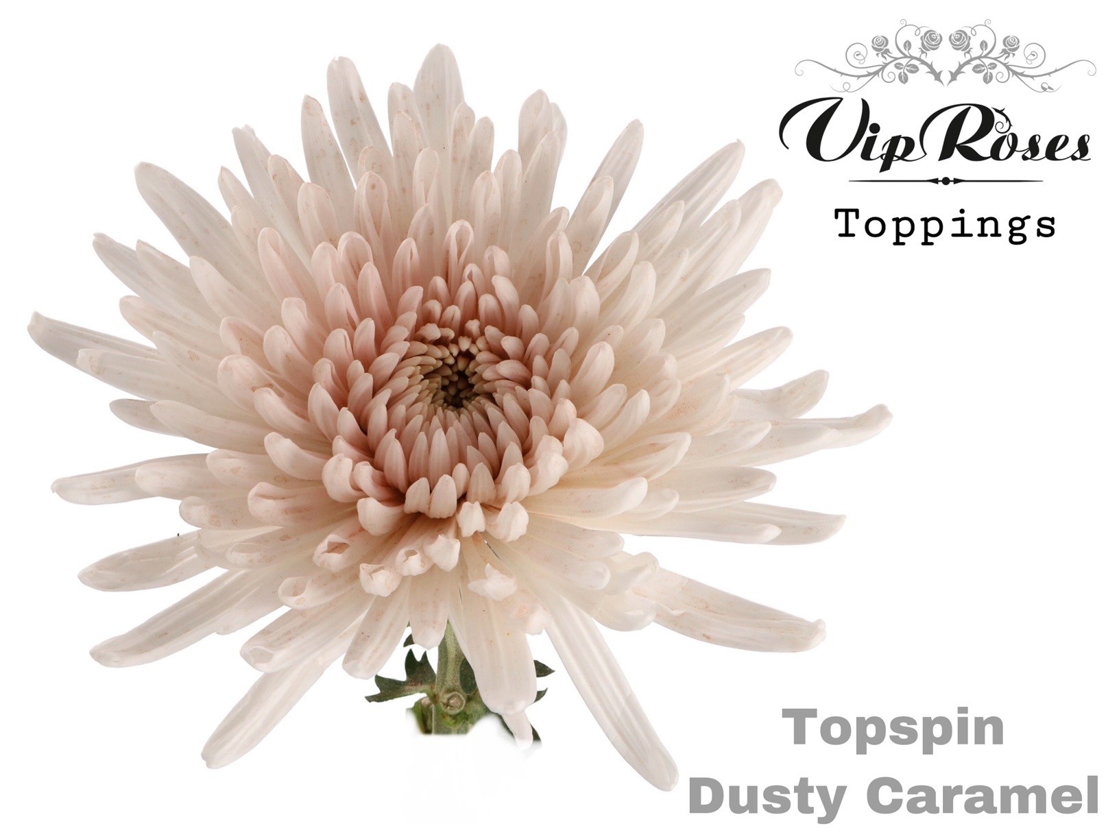 Chr G Topspin Dusty Caramel 70 cm