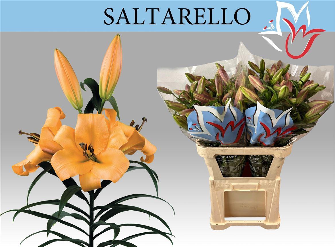 Li Ot Saltarello