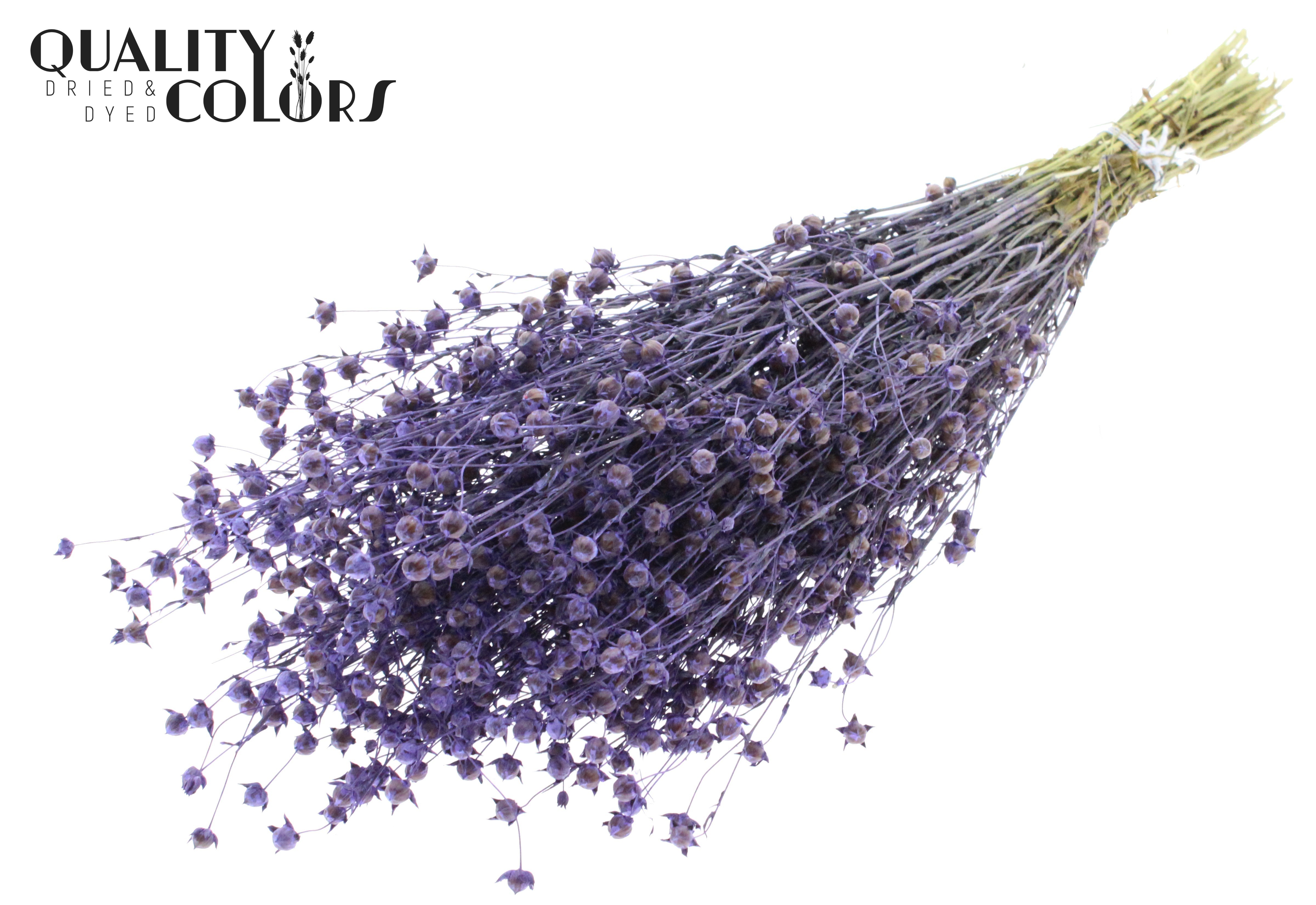 Lino Flax Milka Per Bunch 50cm