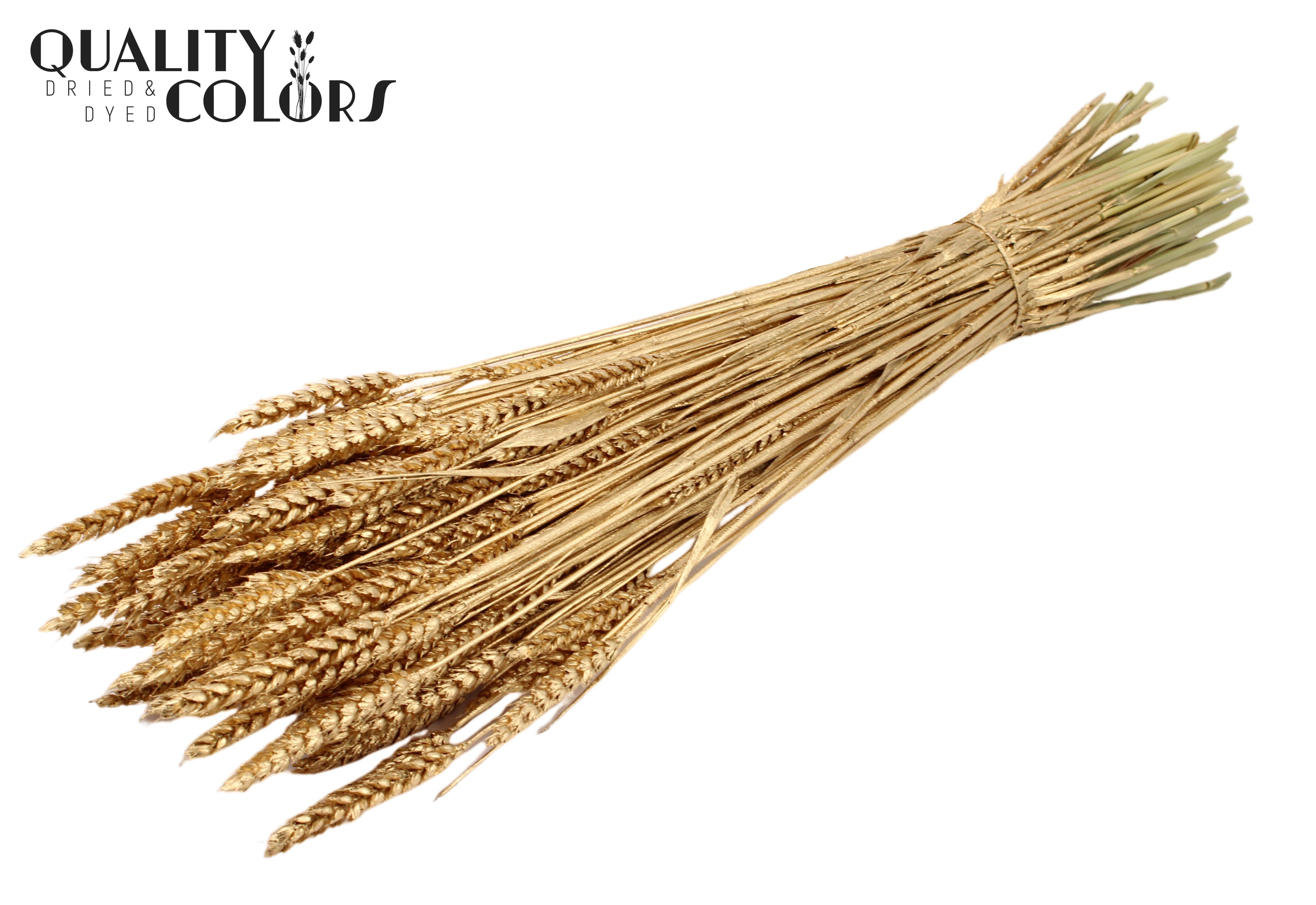 Triticum Antique Gold Per Bunch 60cm