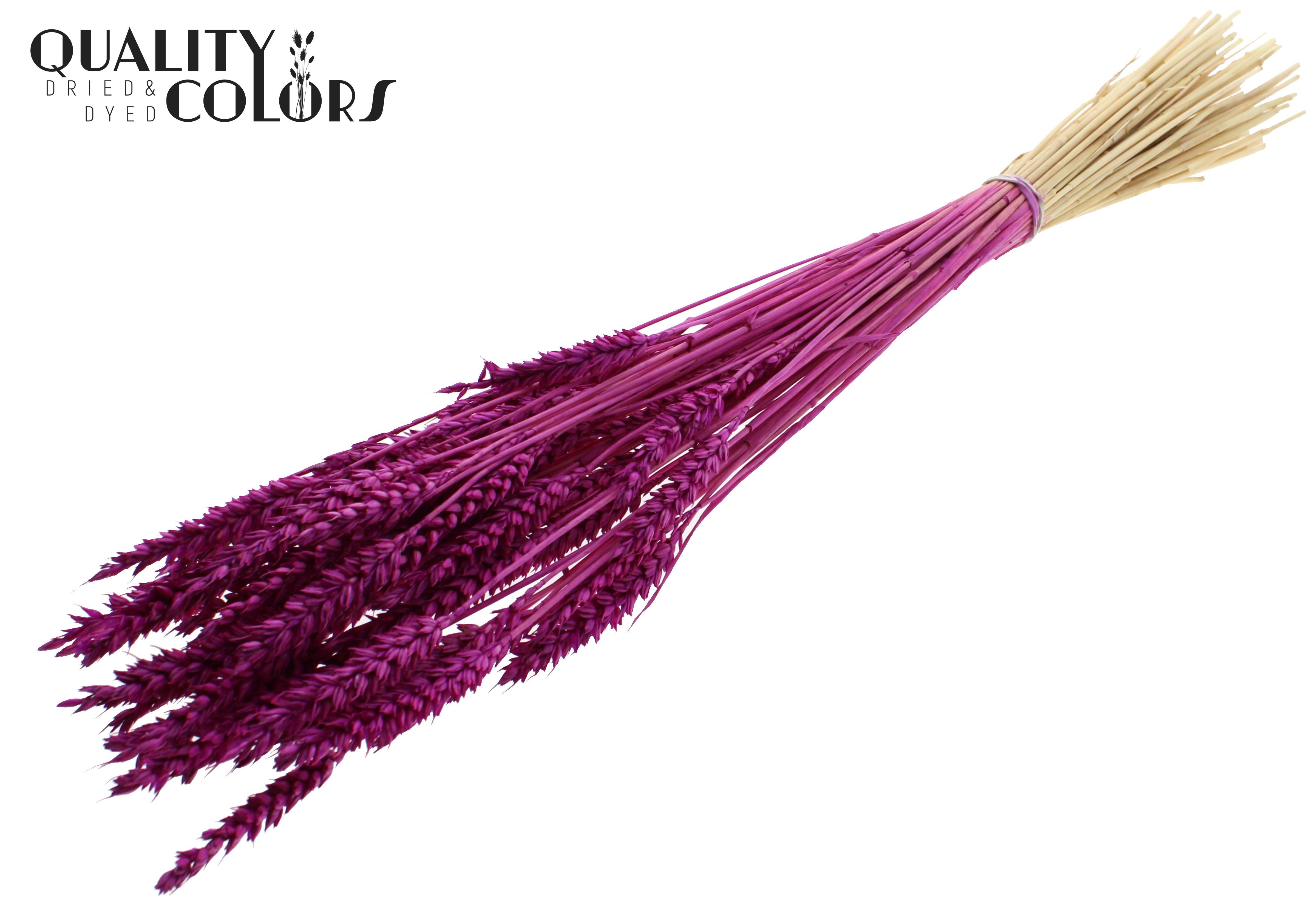 Triticum Intense Lilac Per Bunch 60cm