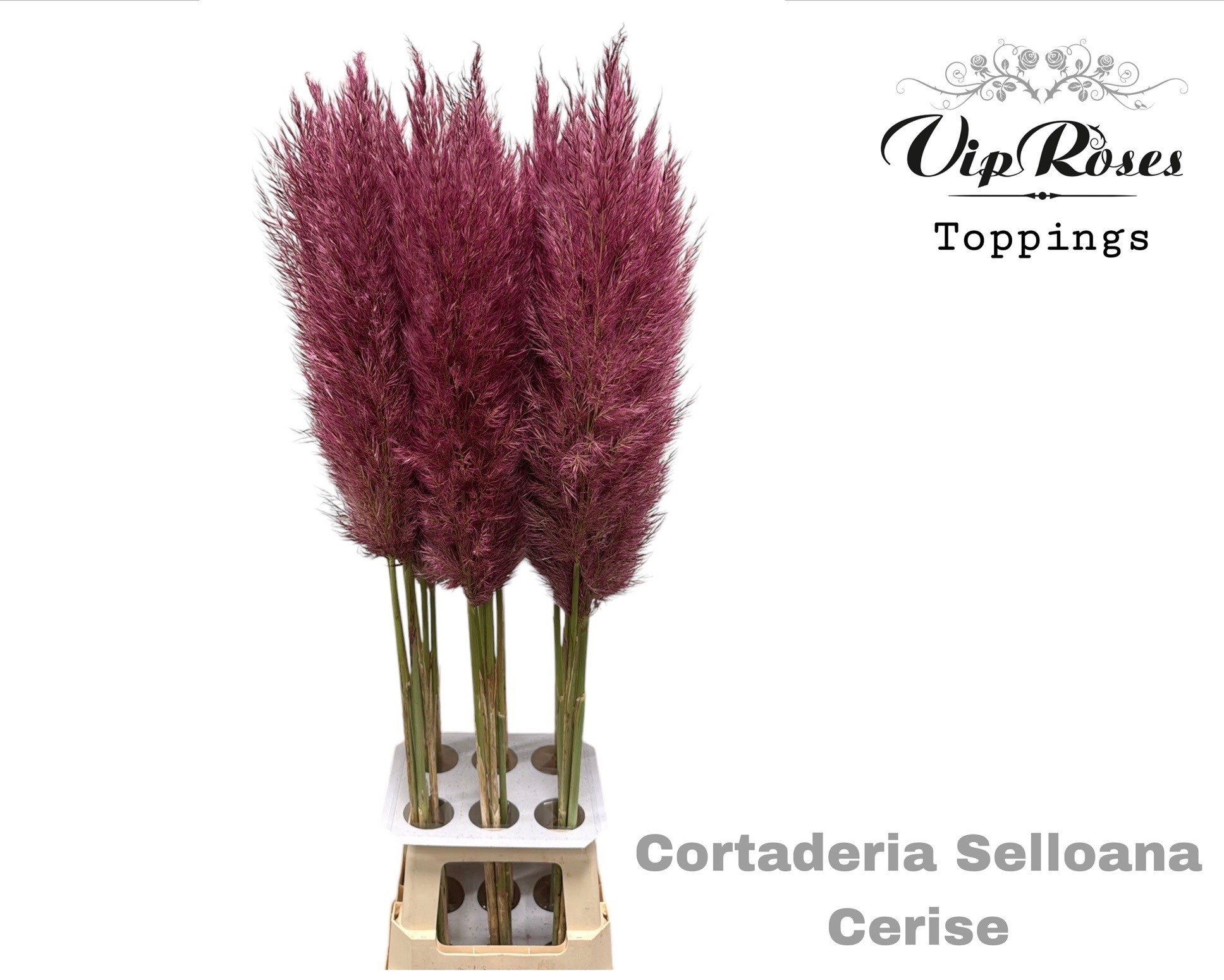 Cortaderia Selloana Dried 120cm