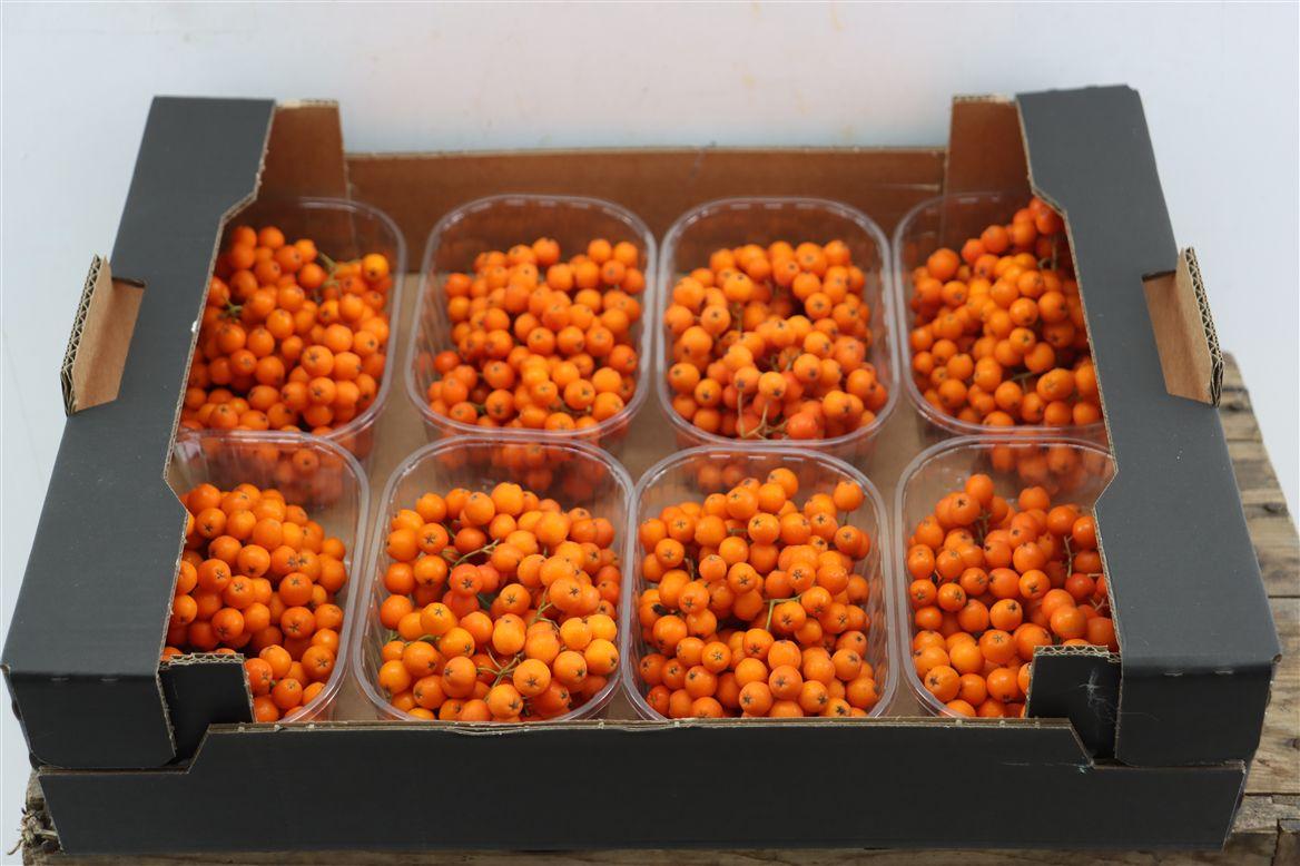 Sier Sorbusbes Orange X8