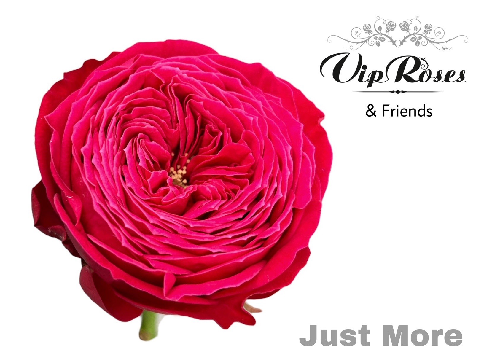 R Gr Just More! 60 cm