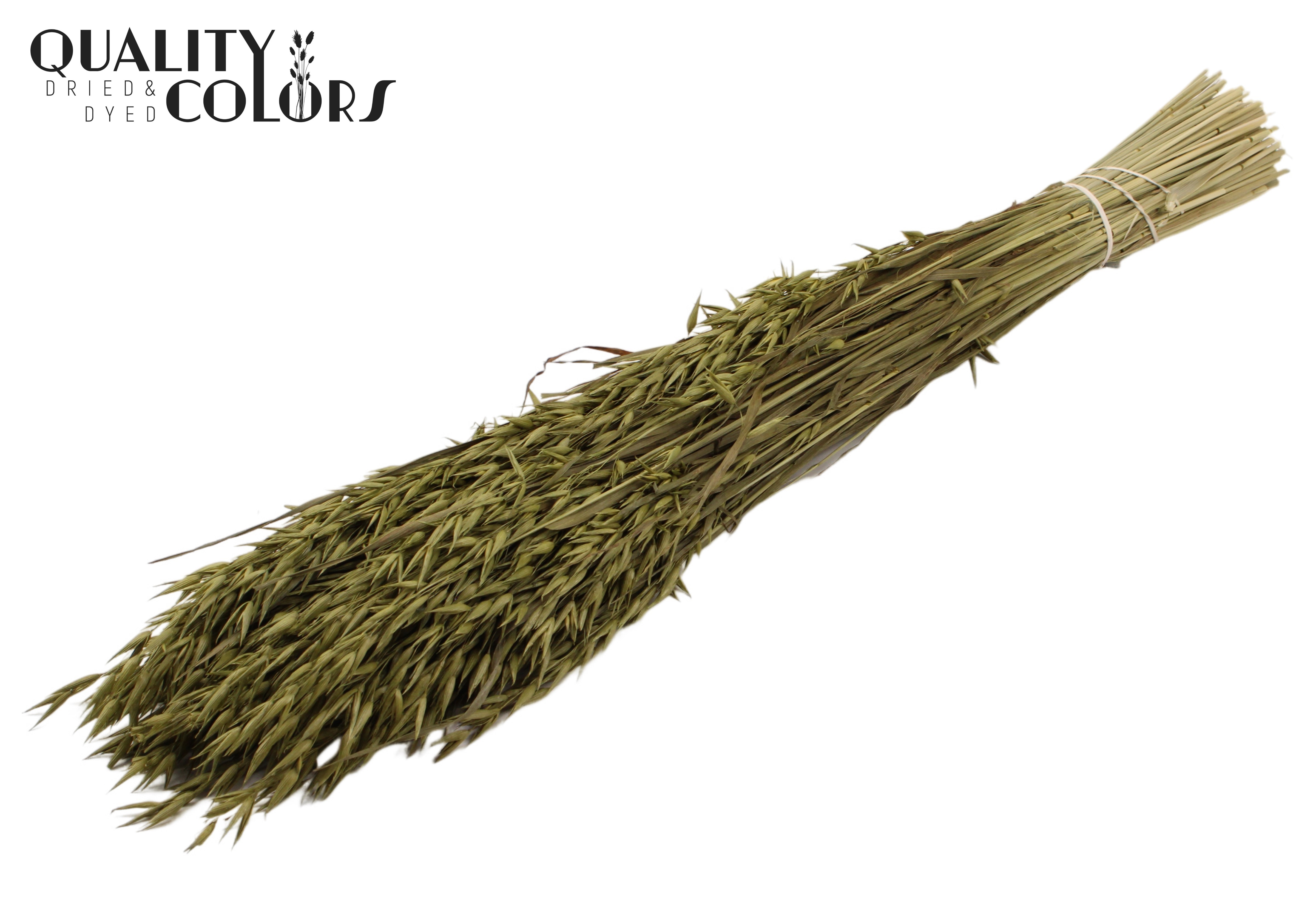 Avena Olive Per Bunch 60cm