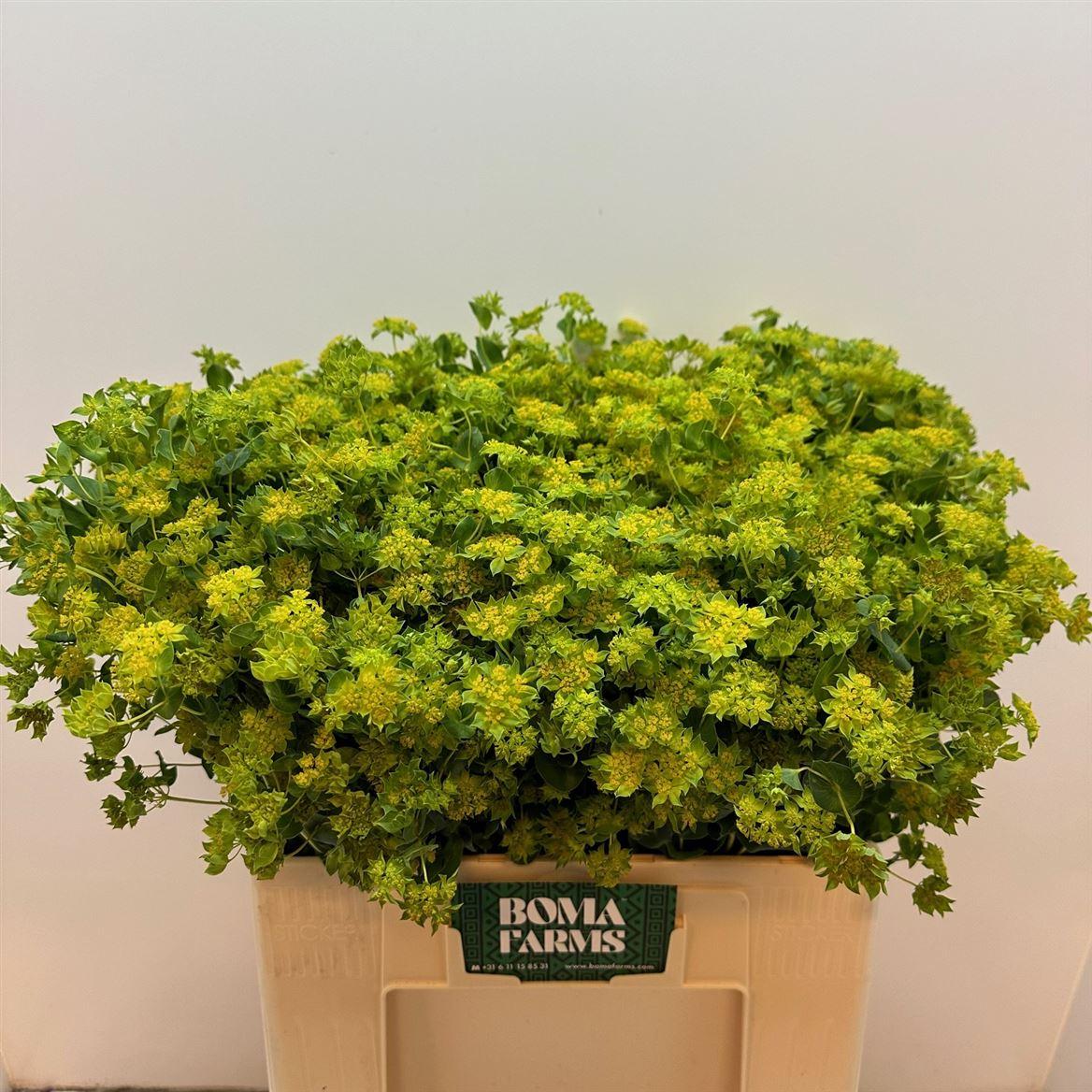 Bupleurum Rotundifol