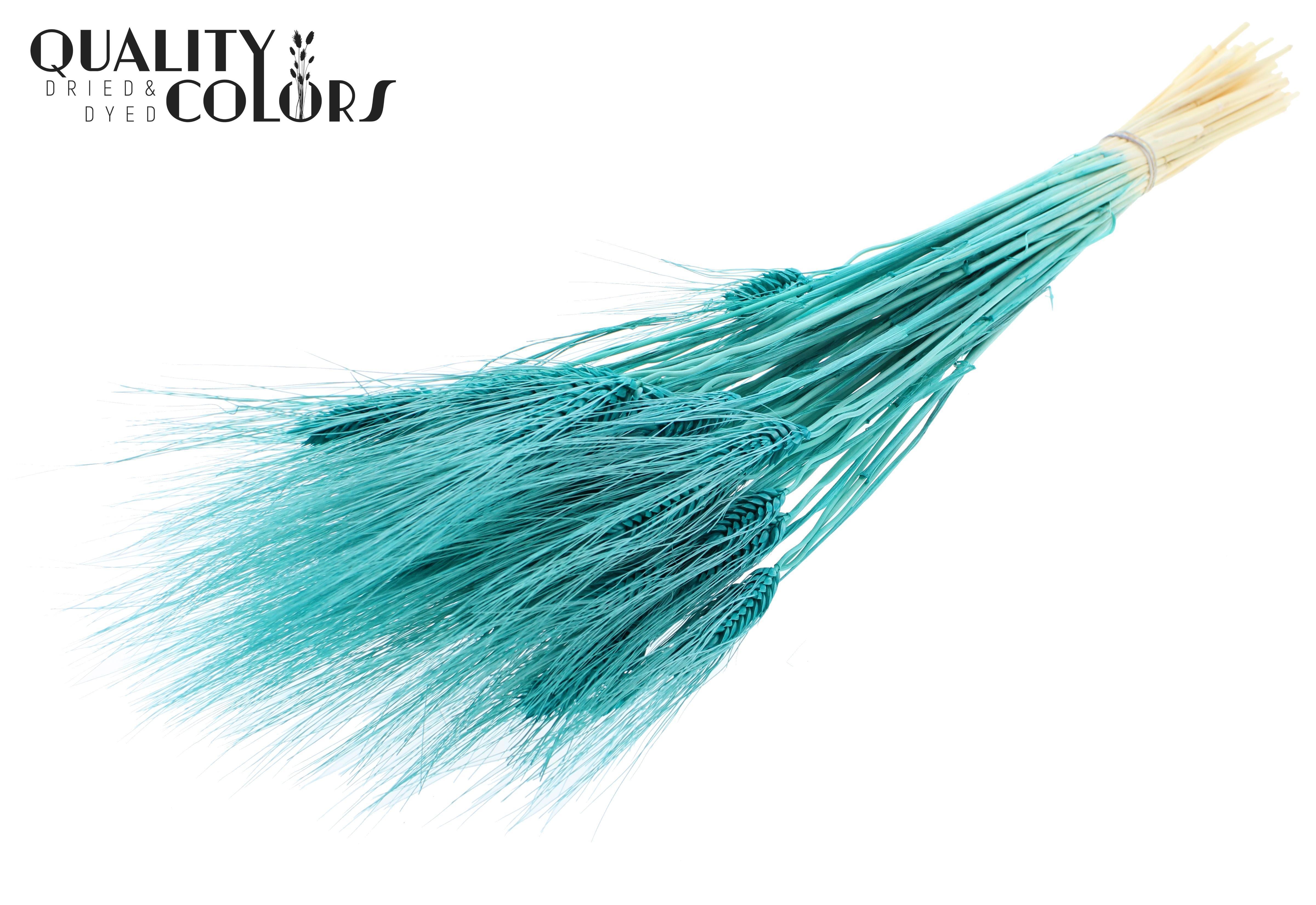 Triticale Intense Turquoise Per Bunch 70cm