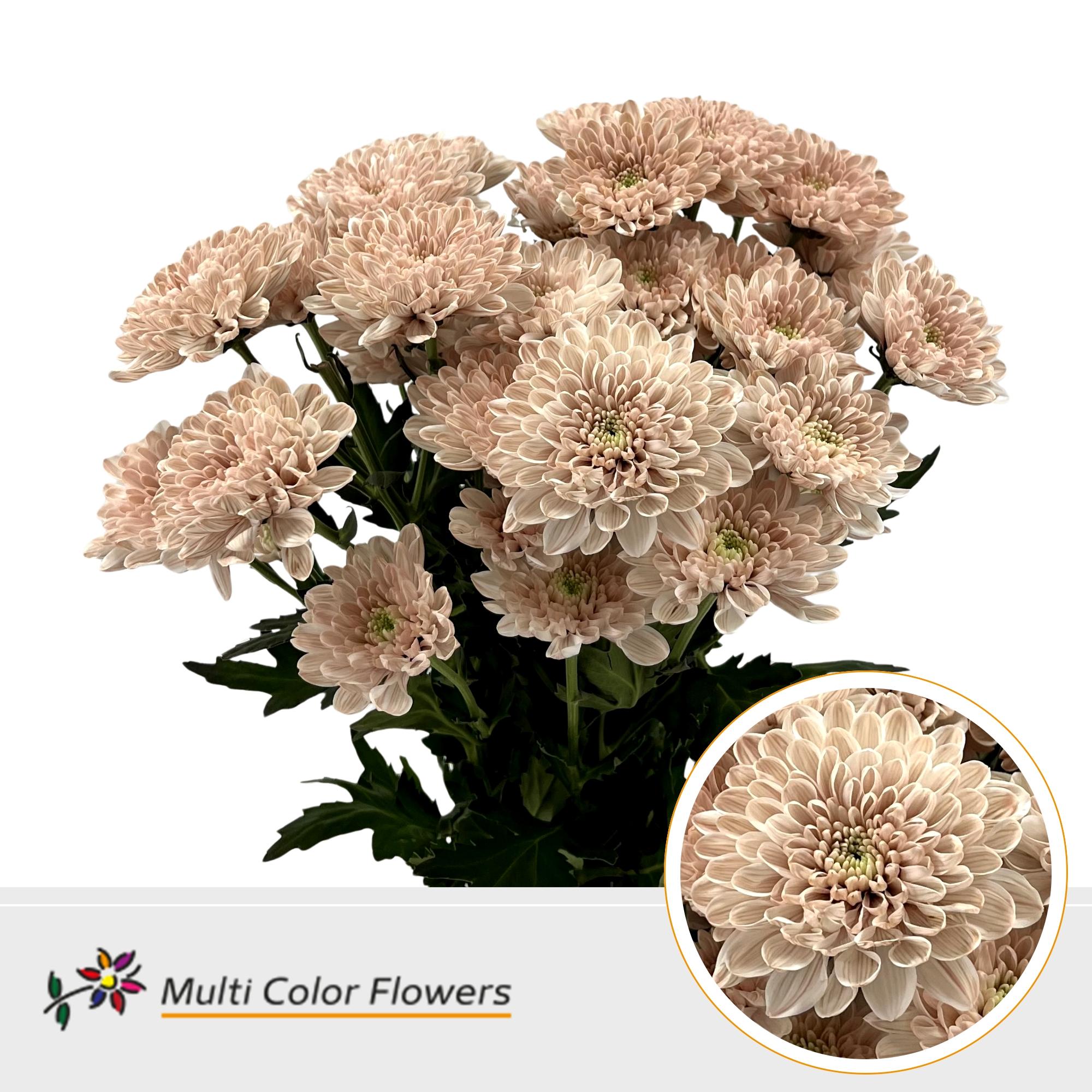 Chrysanth Spray Painted Altaj Desert Bloom 60cm