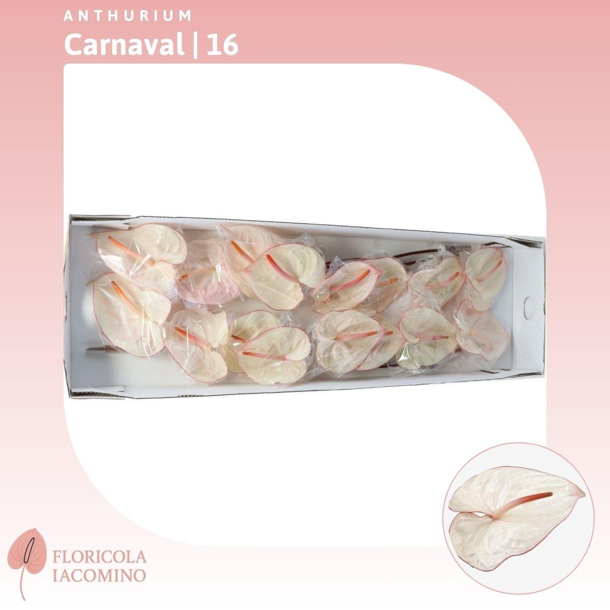 Anthurium Carnaval