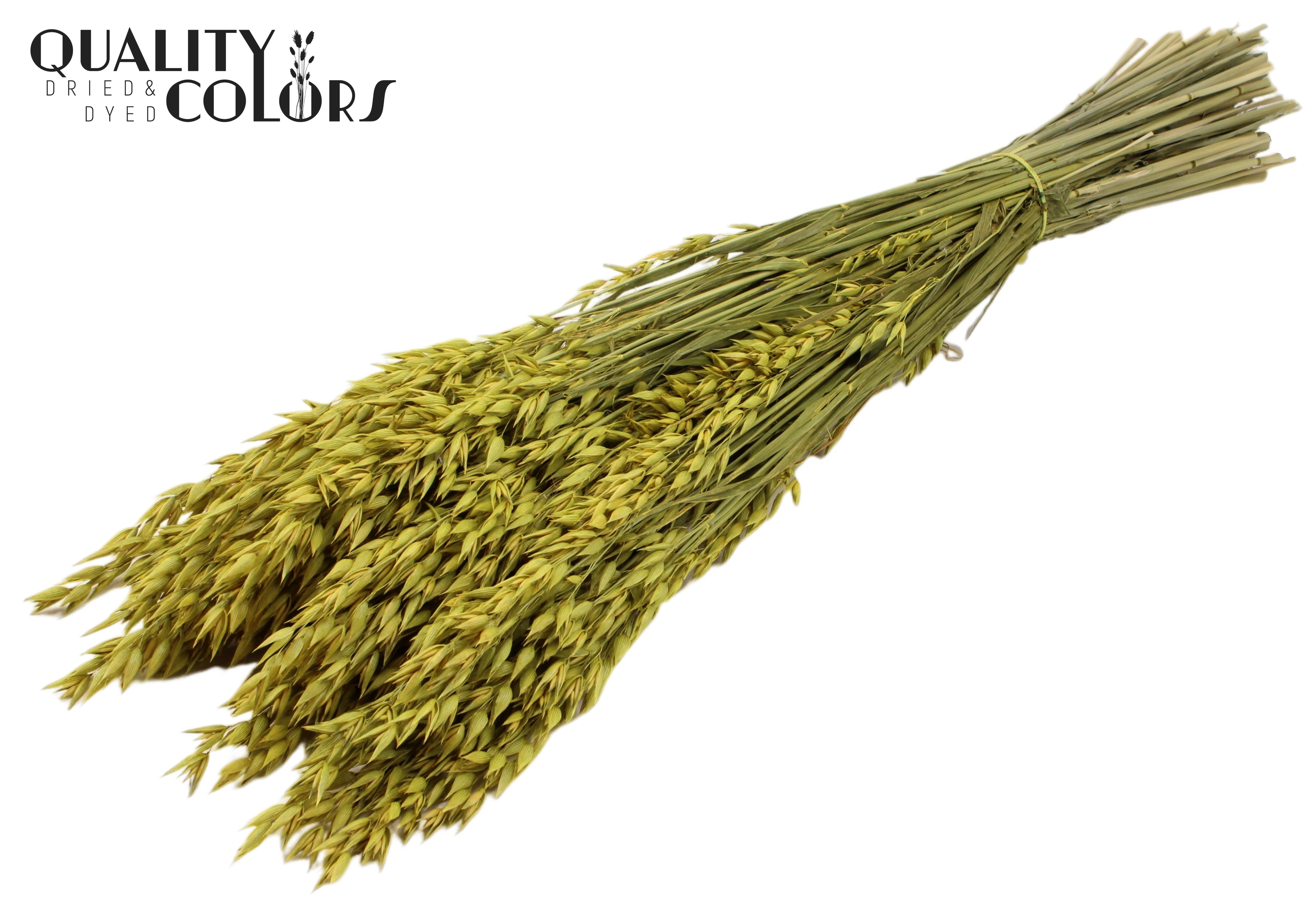 Avena Yellow Per Bunch 60cm