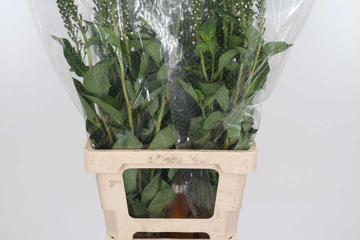 Lysimachia Clethroides