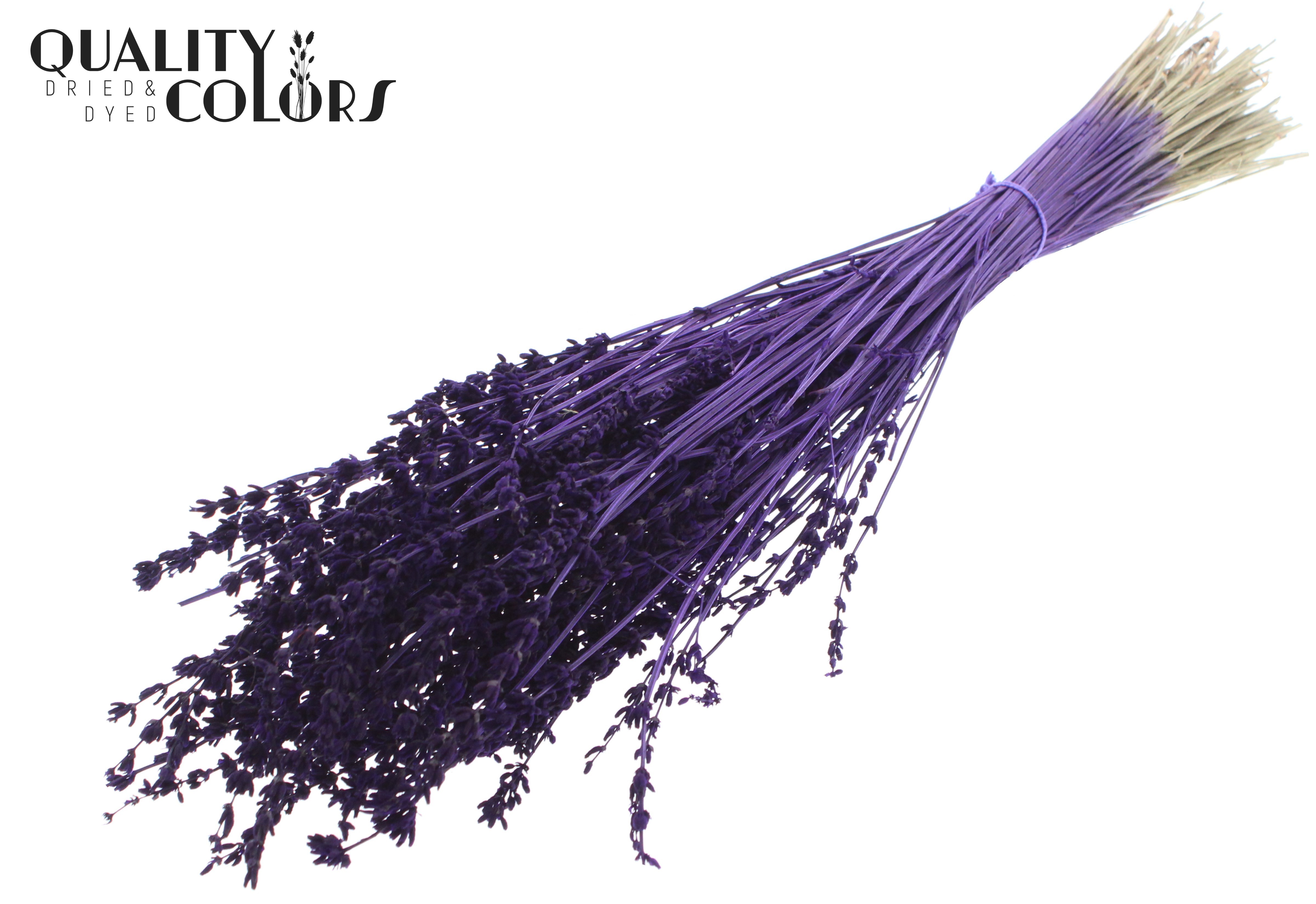Lavandula Purple Per Bunch 50cm