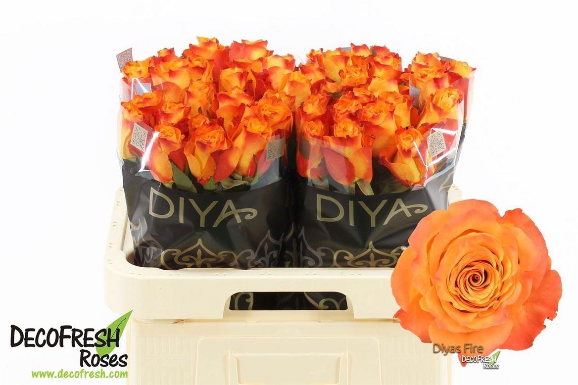 R Gr Diyas Fire
