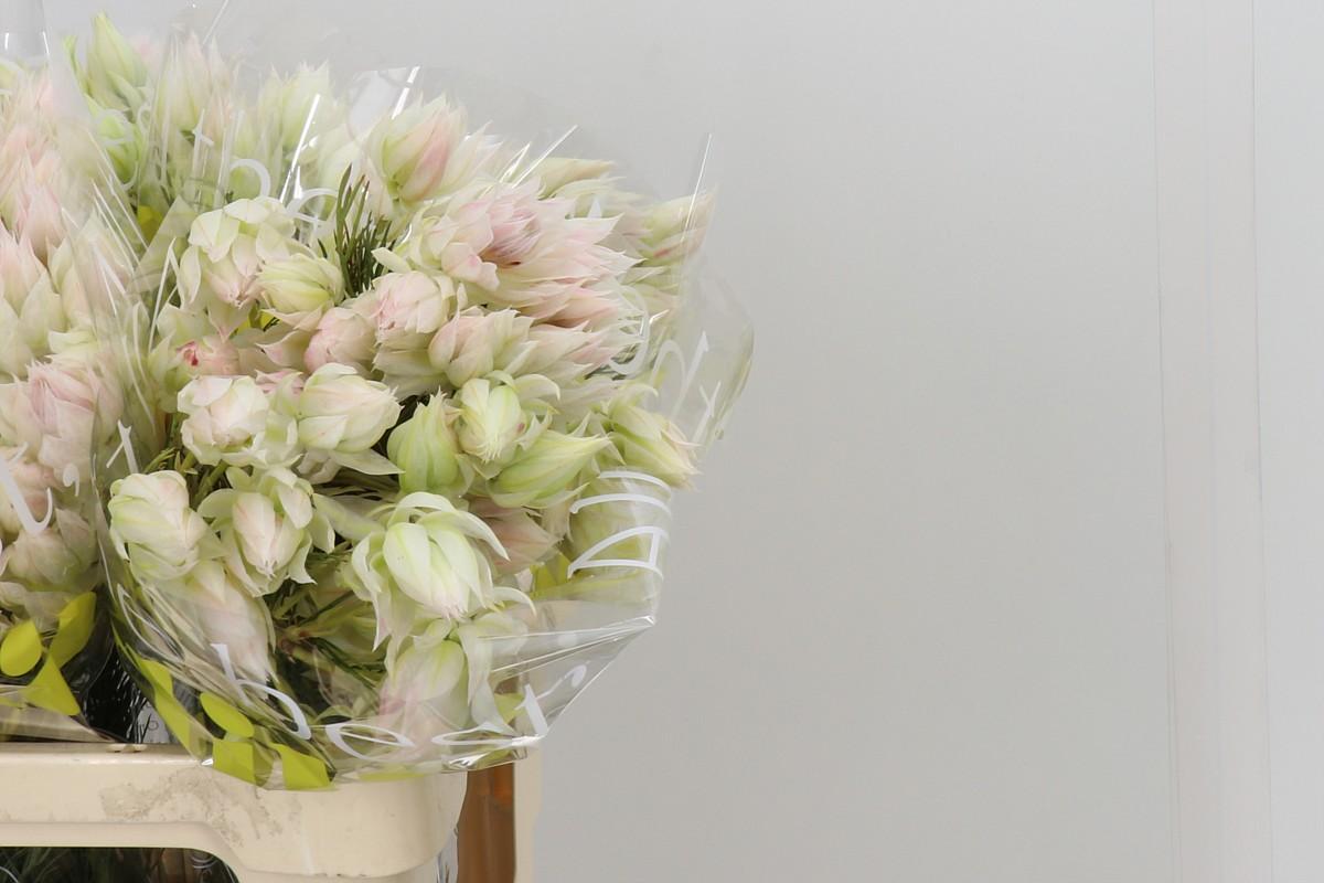 Blushing Bride 4/6 Flowers