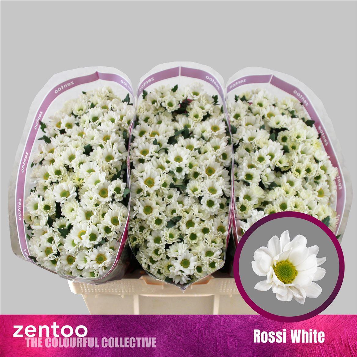 Chr S Rossi White