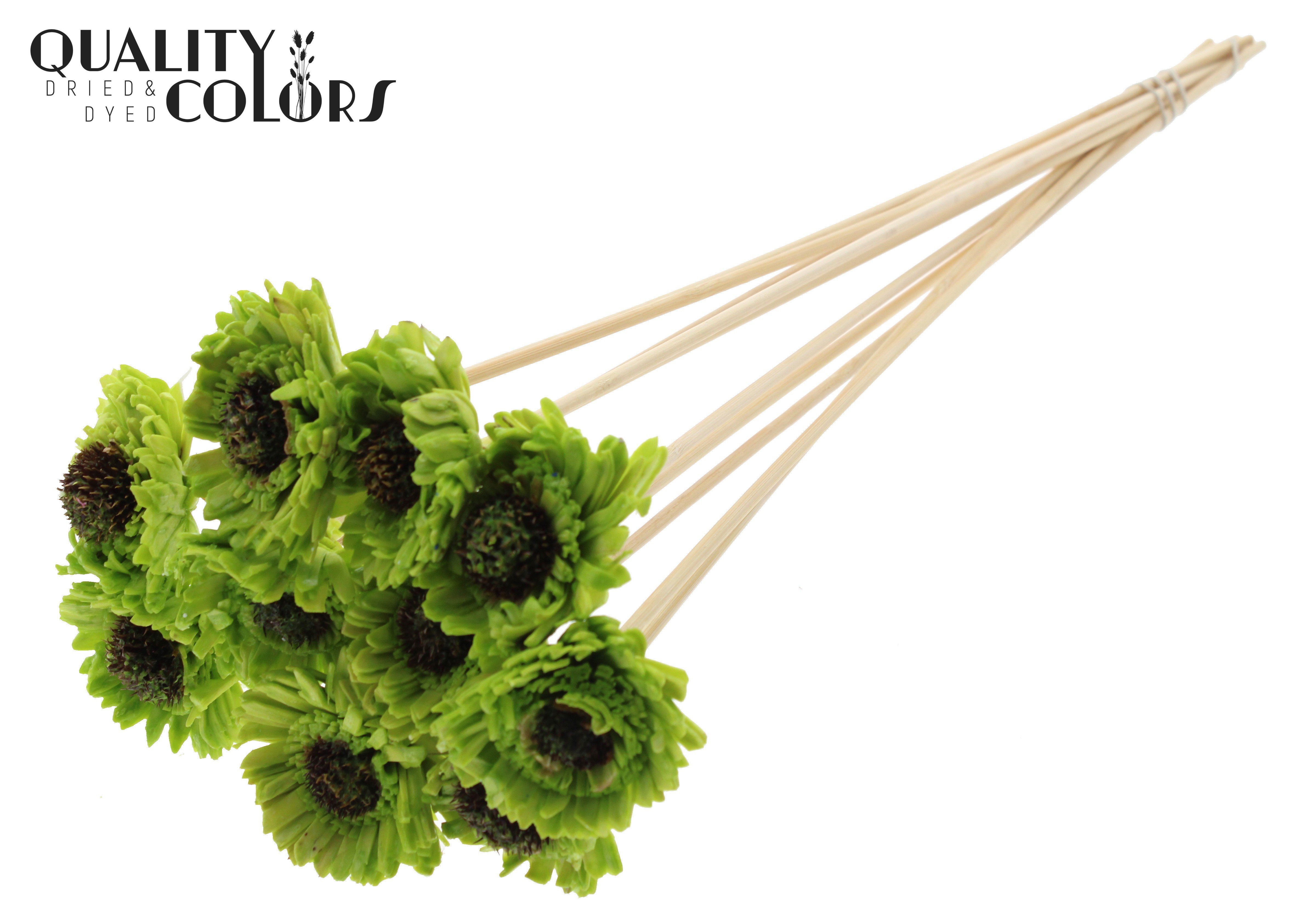 Shola Daisy Sunflower Wax Light Green 50cm