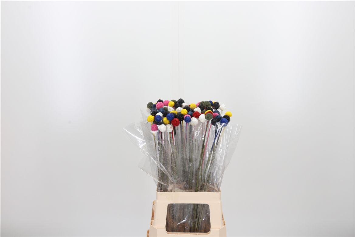 Craspedia Kl Bh Rainbow Dark