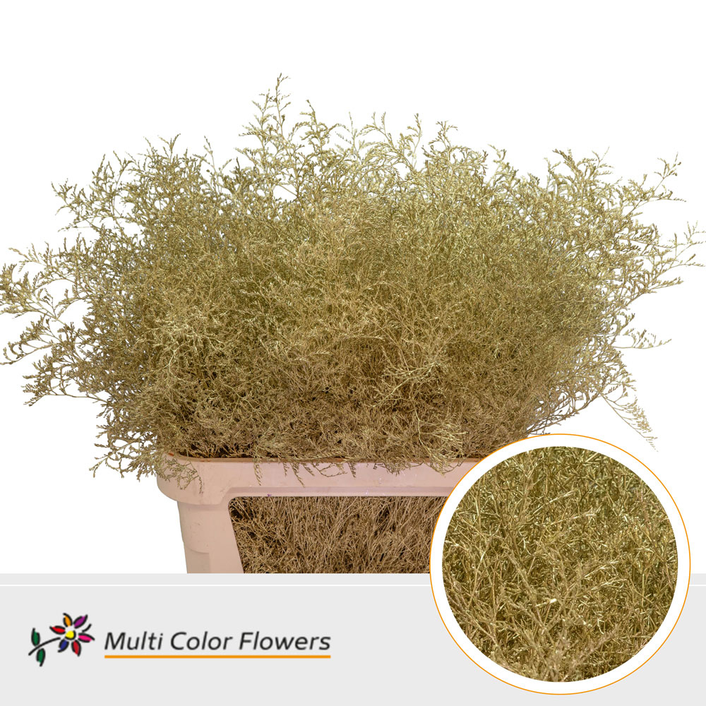 Limonium Beltlaard Goud