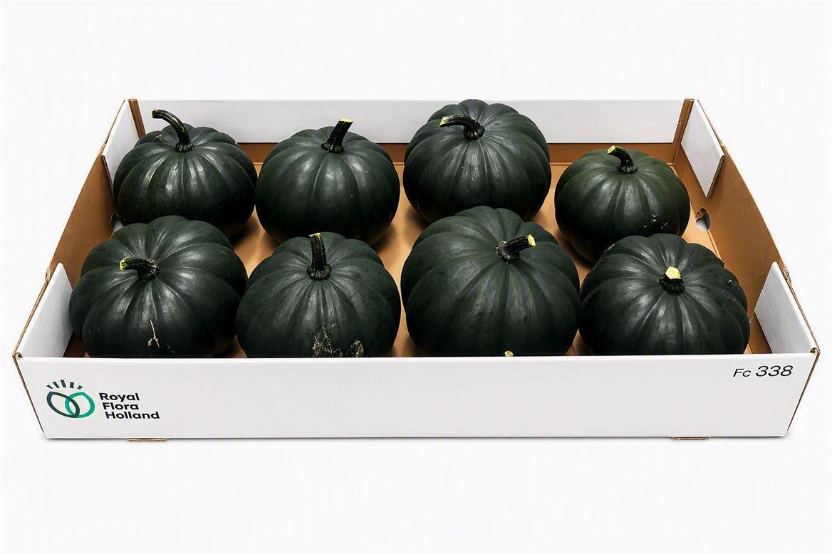 Sier Cuc P Black Cat X8