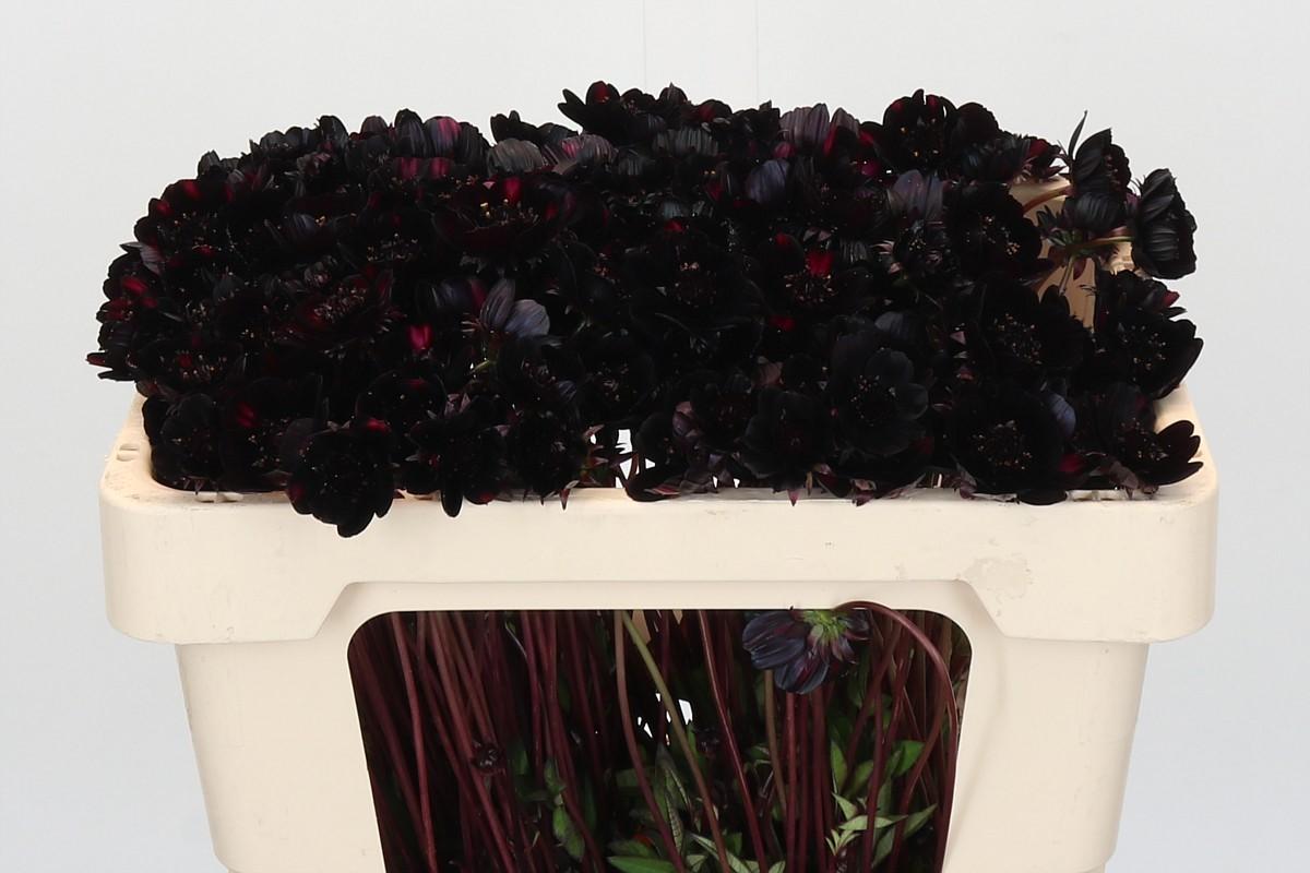Cosmos Black Beauty
