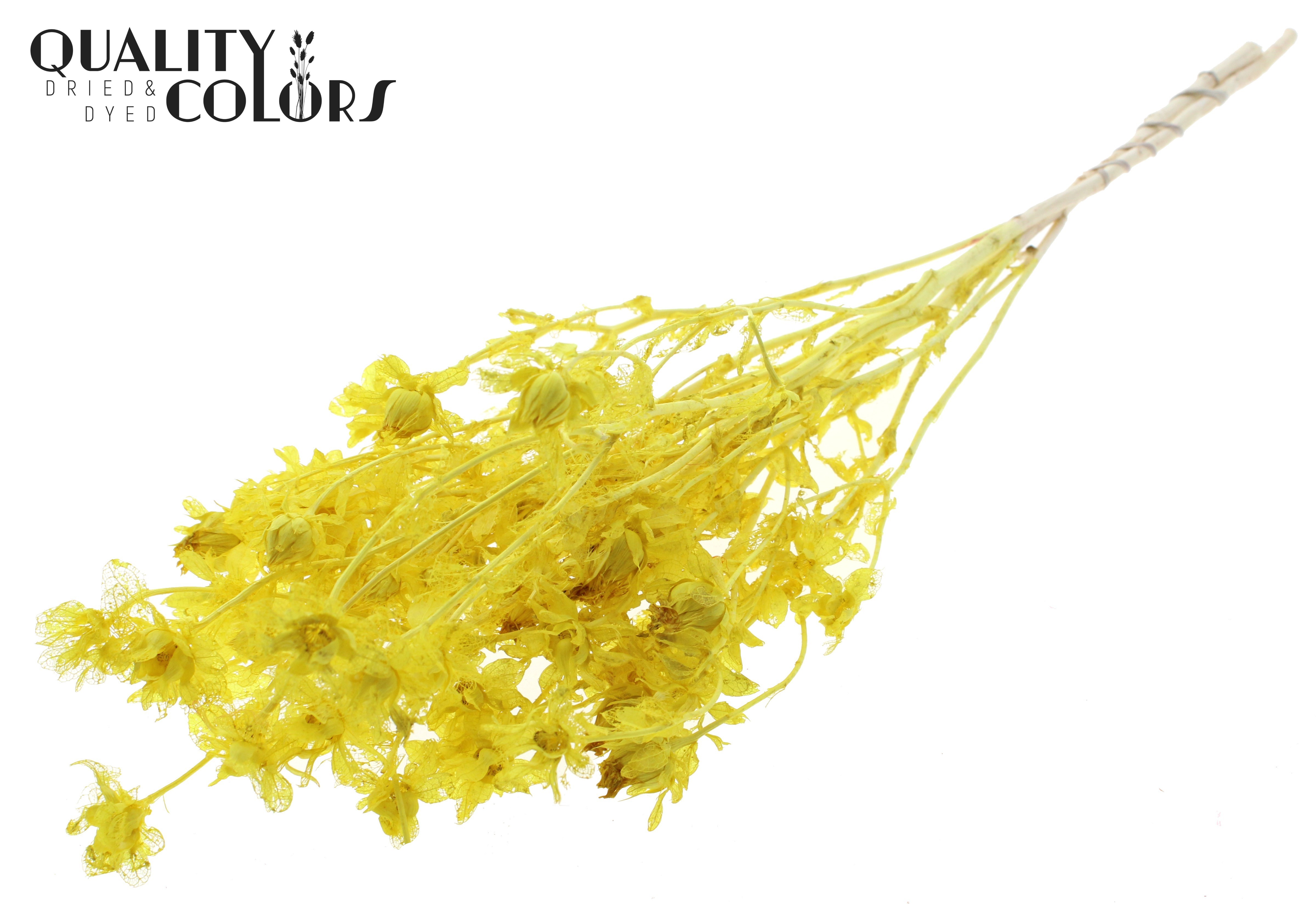 Carthamus Intense Yellow Per Bunch 70cm