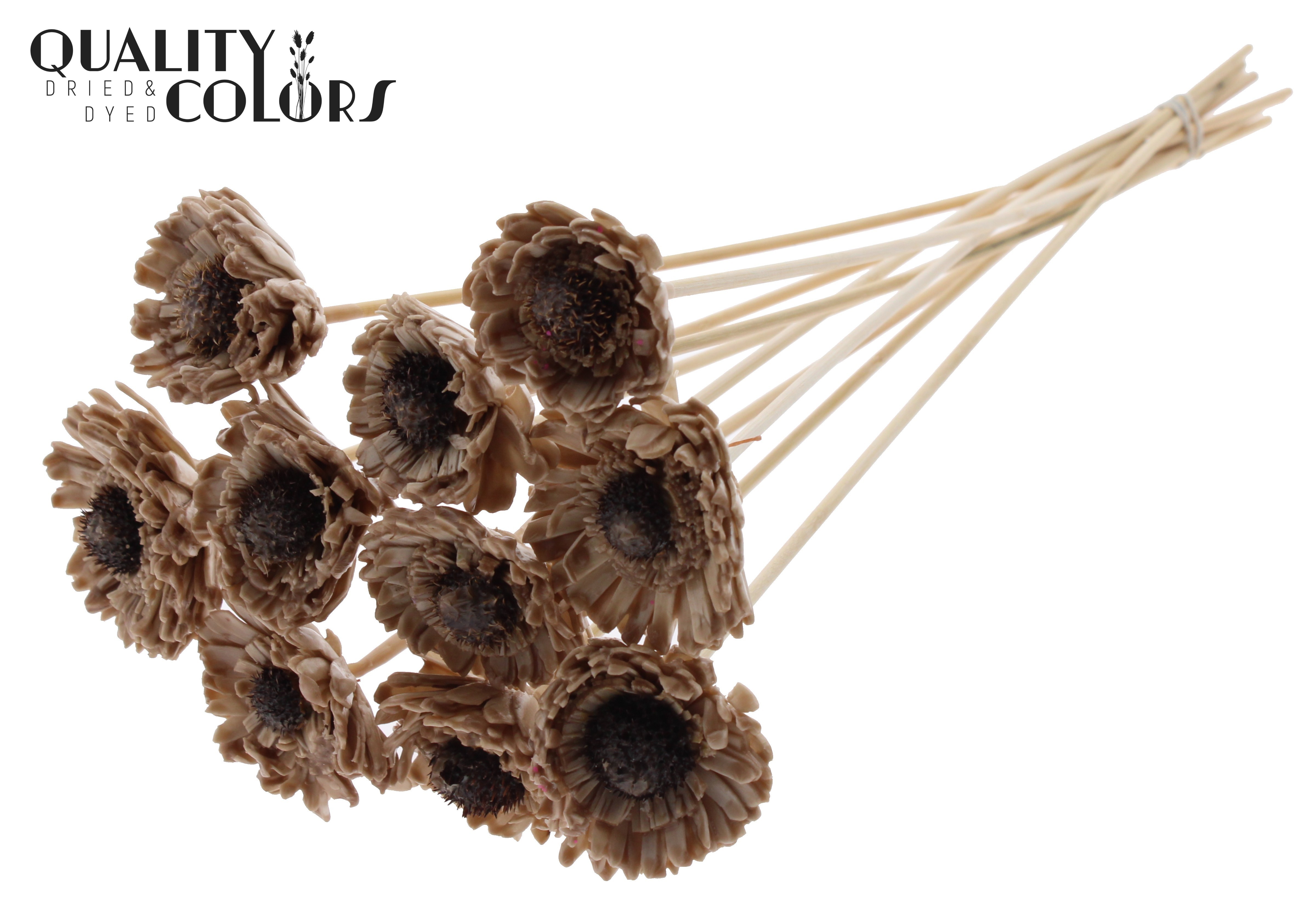 Shola Daisy Sunflower Wax Beige 50cm