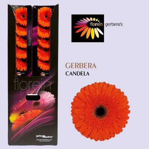 Ge Gr Candela Aquabox 80