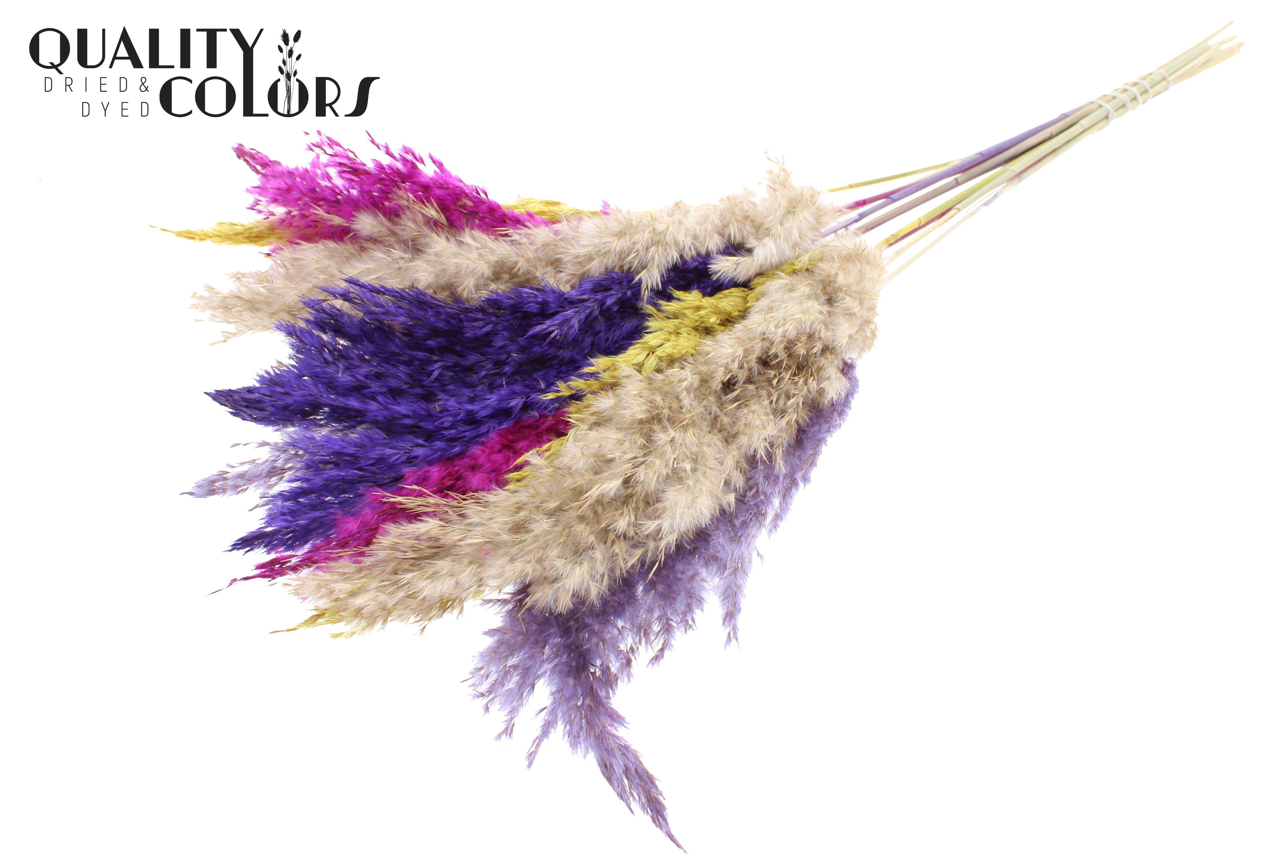 Pampas Grass Colourful 11 Per Bunch 70cm