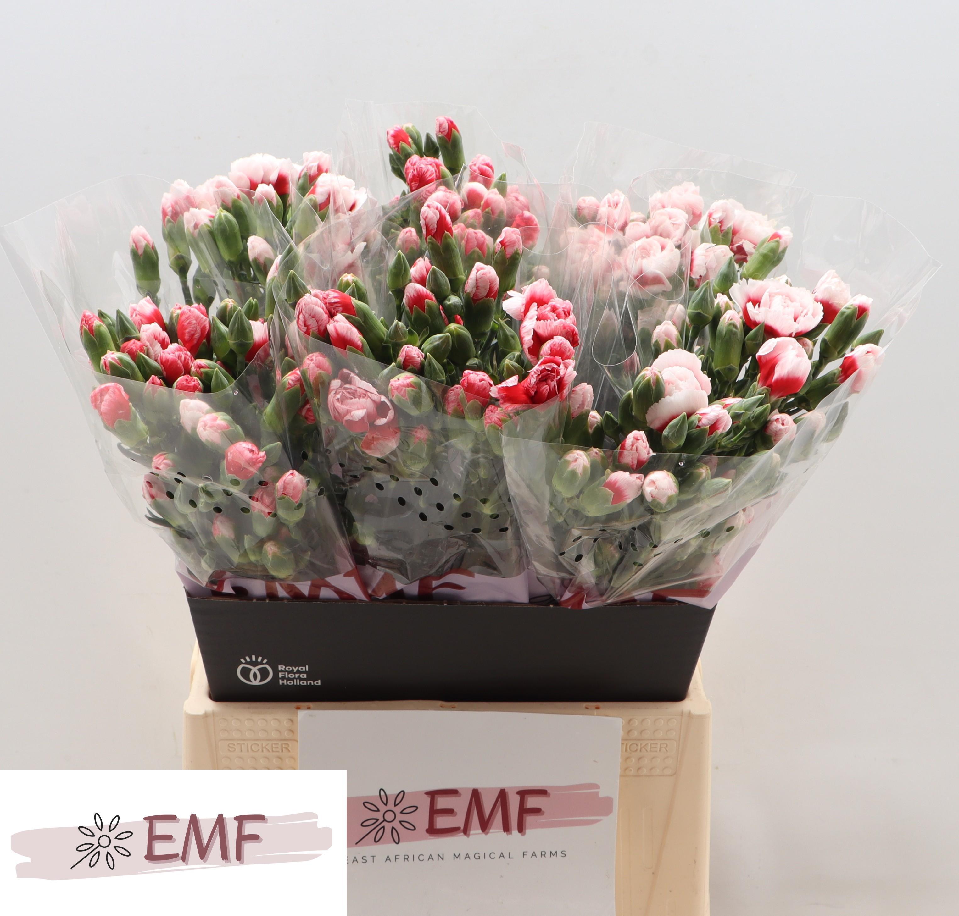 Dianthus Spray Swing 45cm