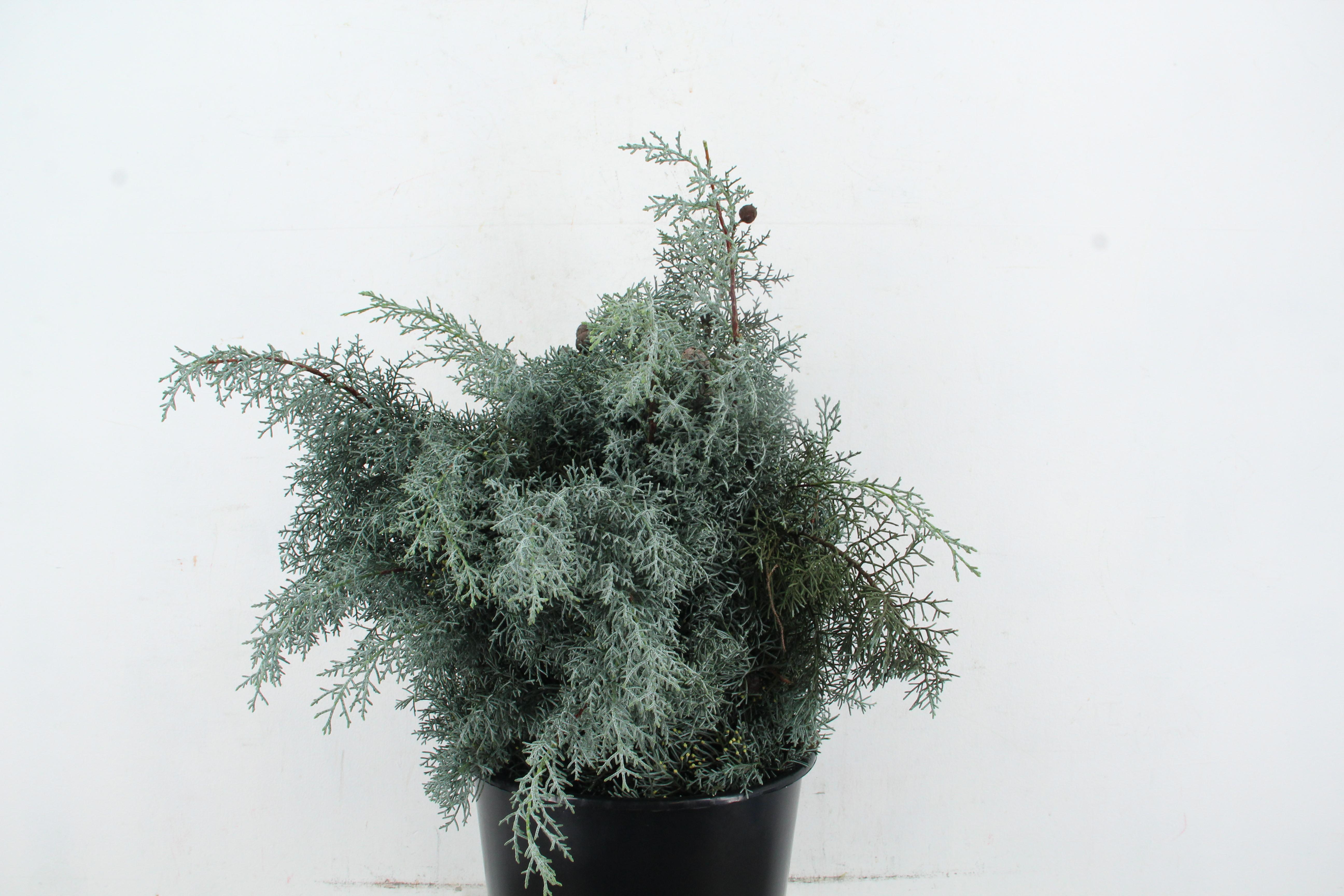 Cupressus Arizonica Glauca Per Bunch 55cm 400gr.