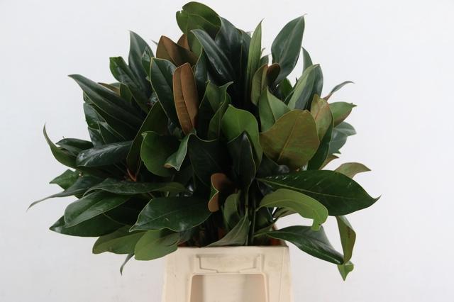 Magnolia Grandiflora Per Bunch 60cm