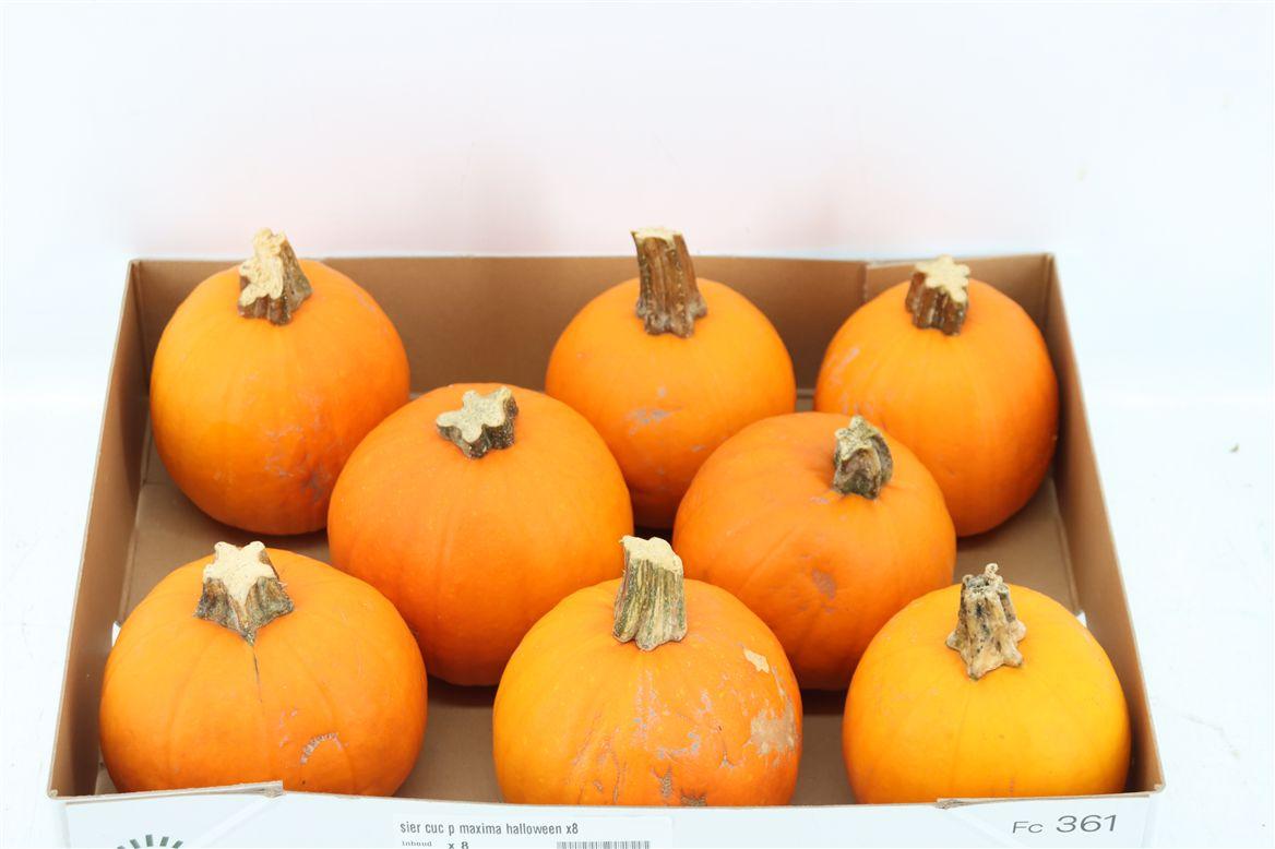 Sier Cuc P Maxima Halloween X8