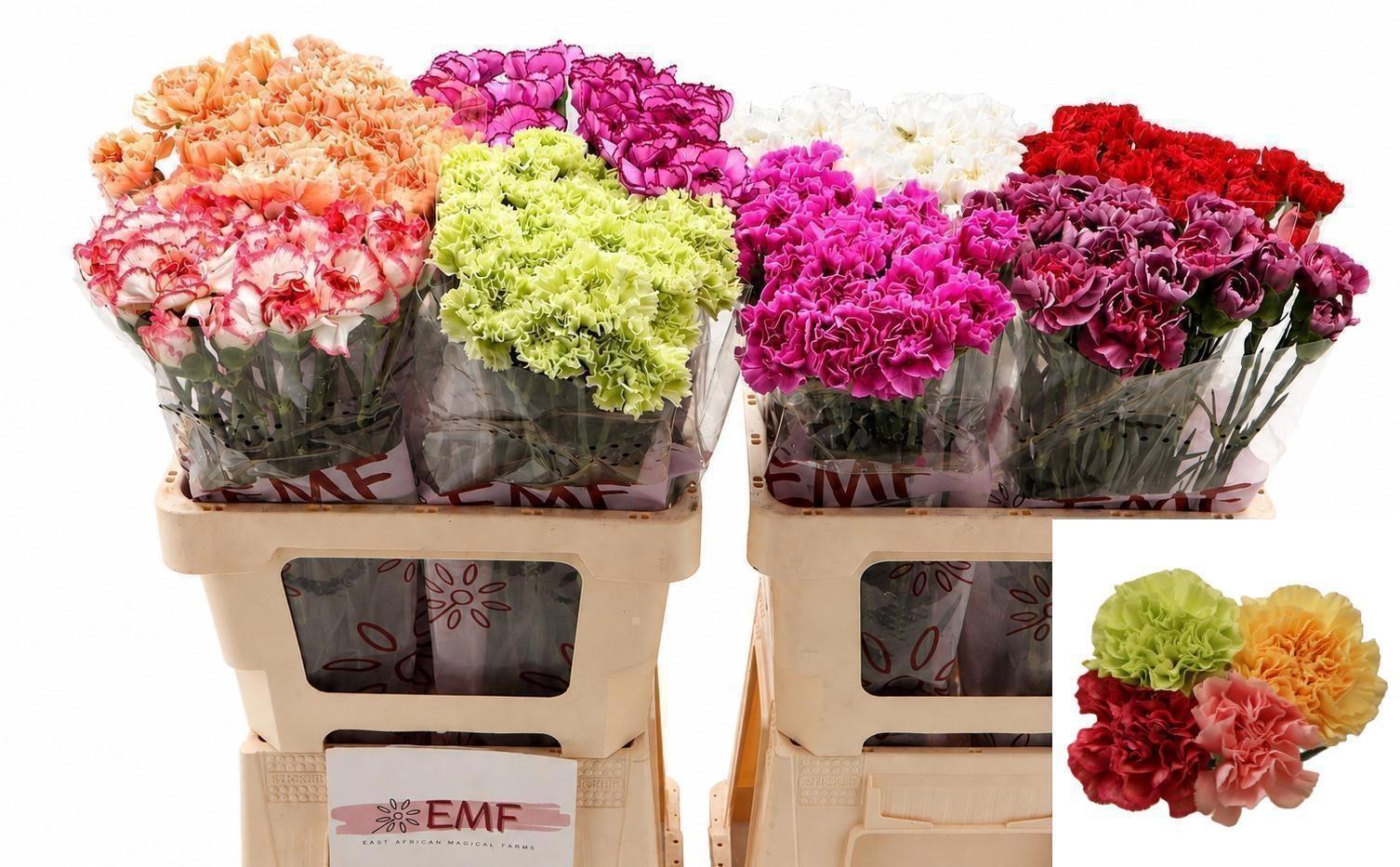 Dianthus Single Gem In Fust 60cm