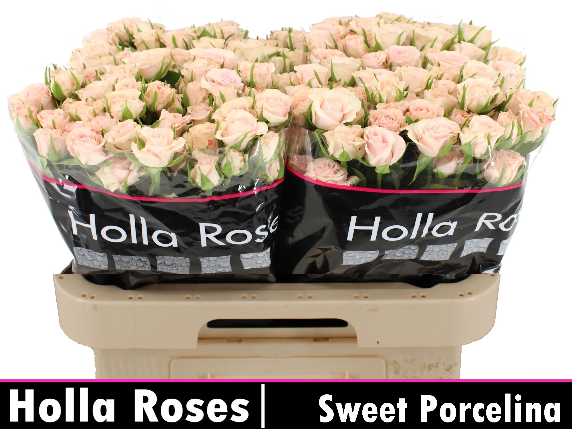 Rosa Spr Sweet Porcelina 60cm