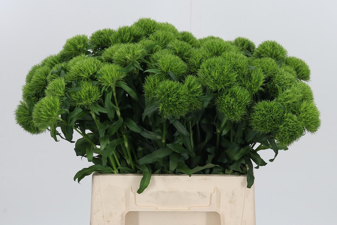 Dianthus Barbatus Kiwi Mellow