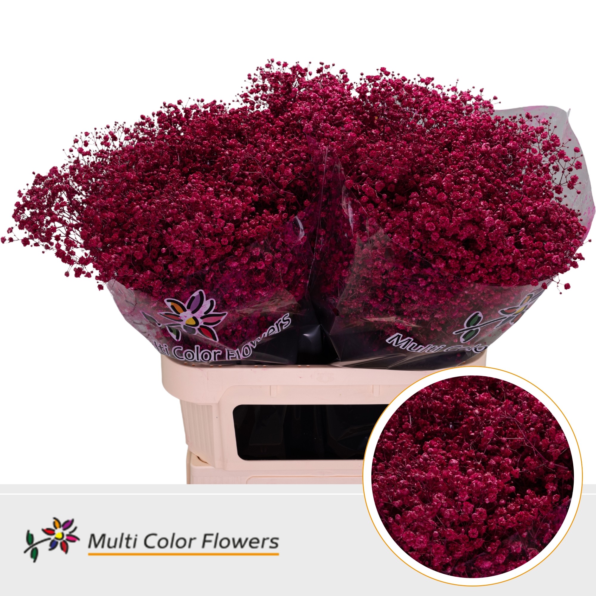 Gypsophila Painted Xlence Erica 80cm