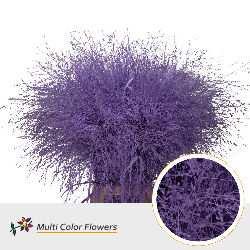 Panicum Painted Fountain Milka 90cm