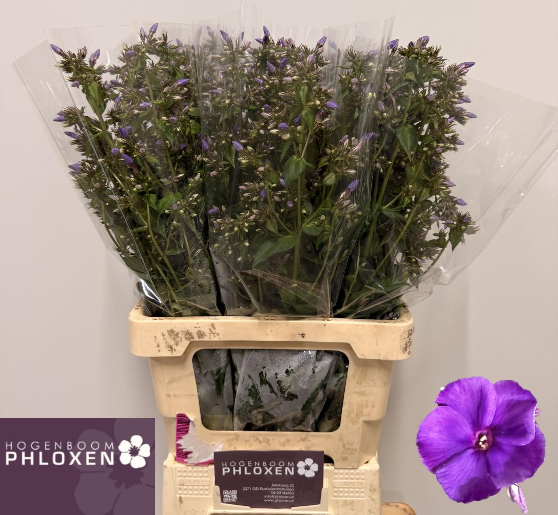 Phlox P Crissy