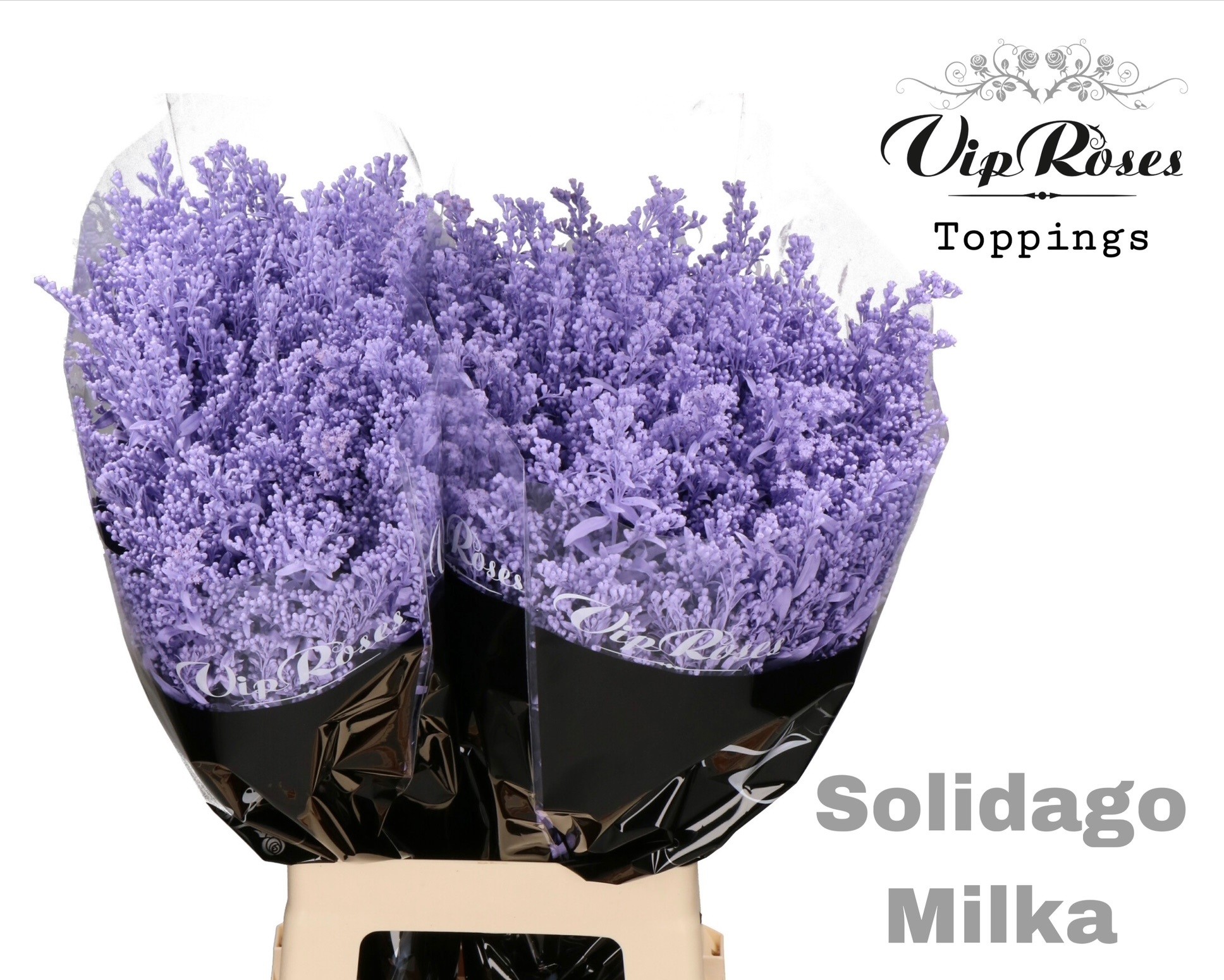 Solidago Milka 70 cm