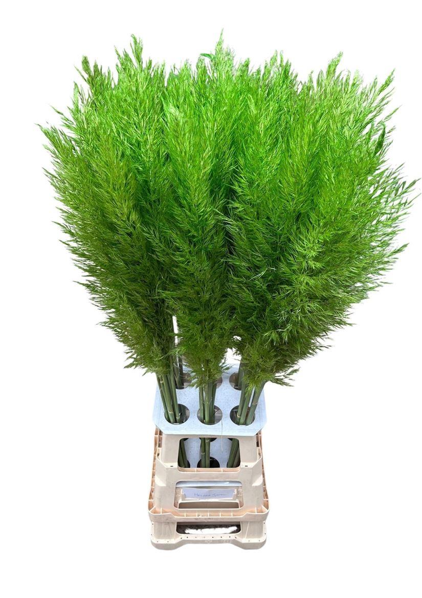 Cortaderia Opgetrokken Groen Stem