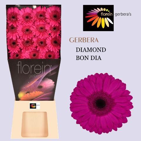 Ge Gr Bon Dia Diamond 45