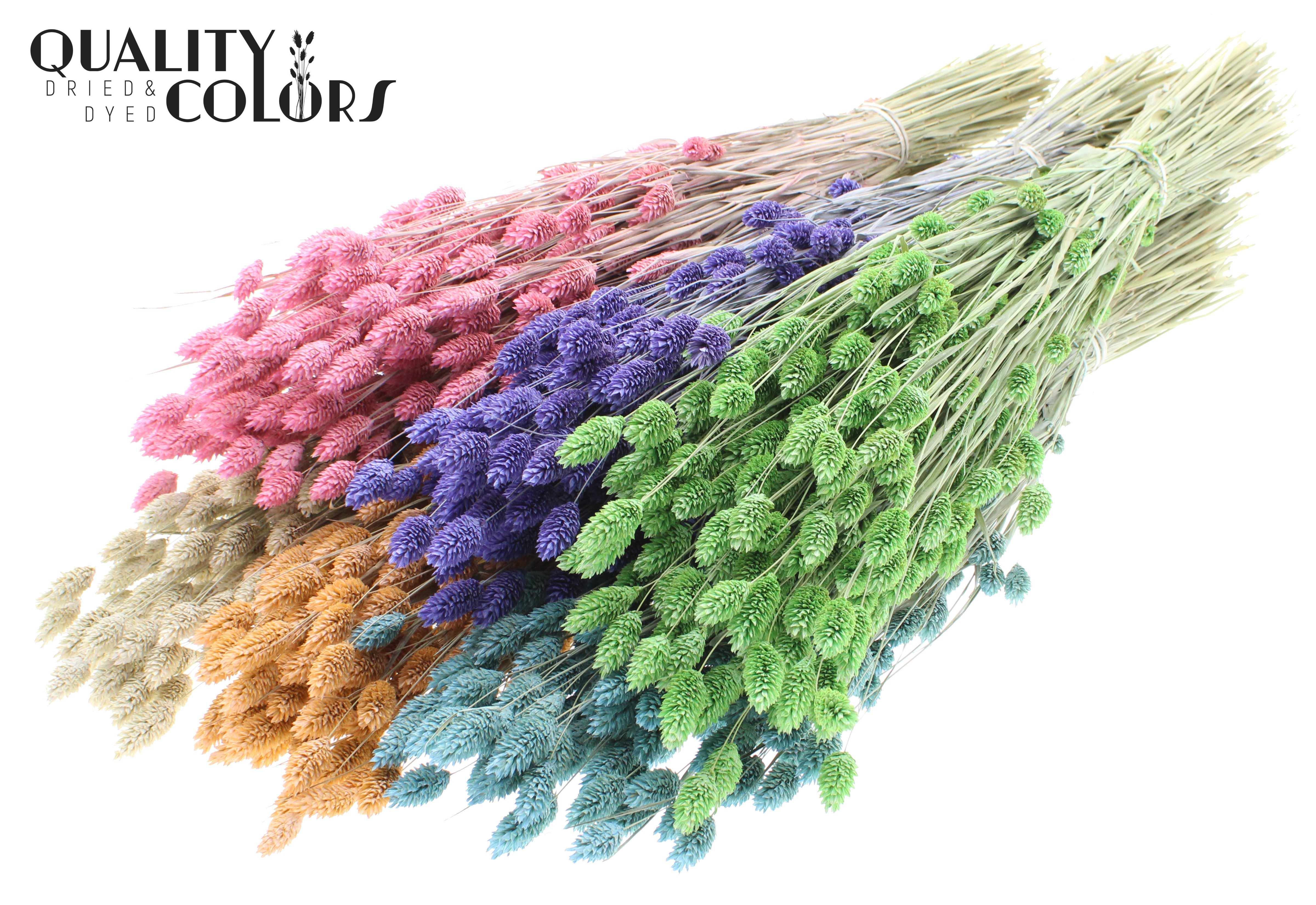Phalaris Frosted Mix Per Bunch 60cm 220gr.
