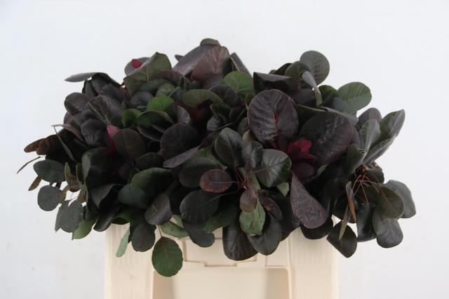 Cotinus Coggygria Royal Purple 50cm
