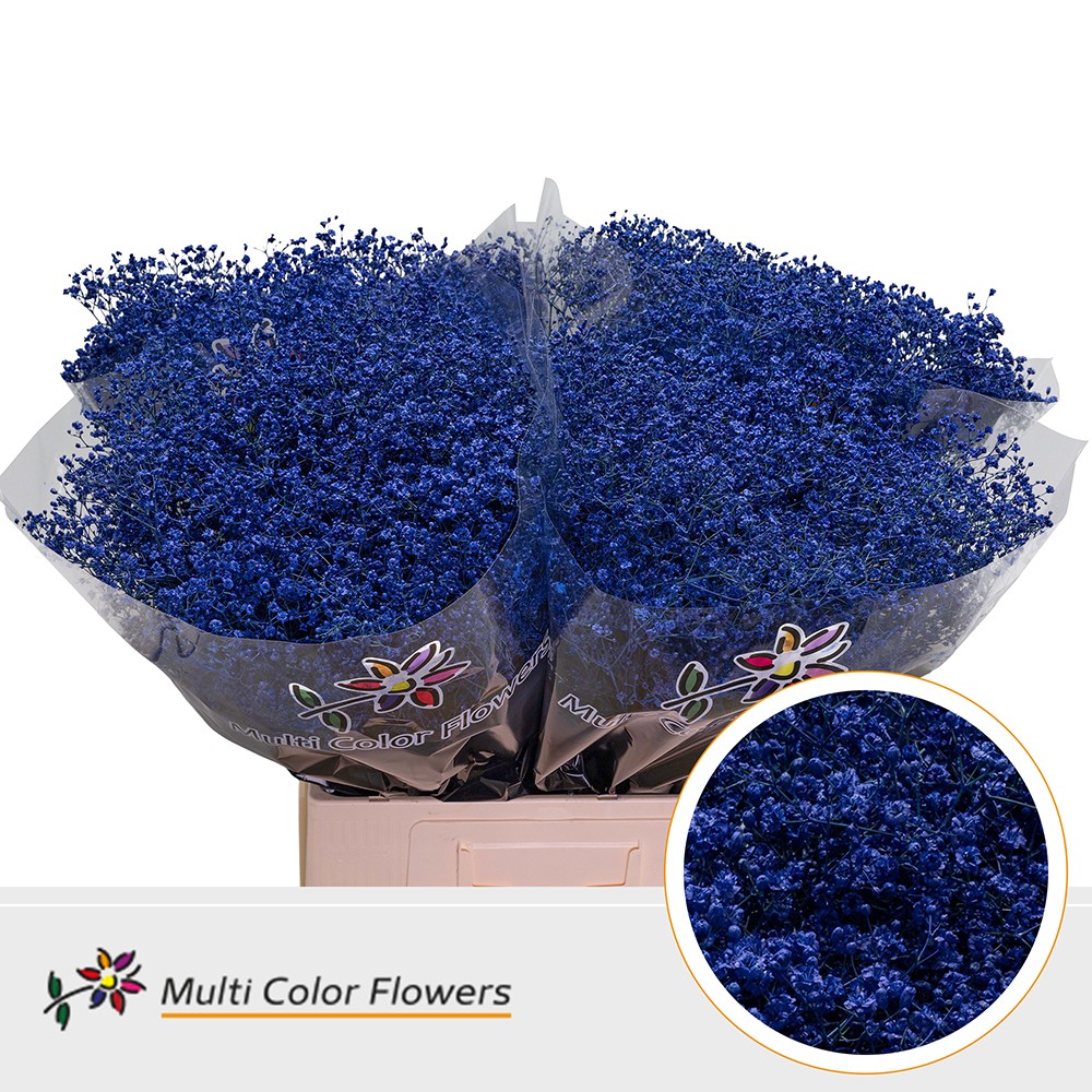 Gypsophila Painted Million Star Dark Blue 70cm