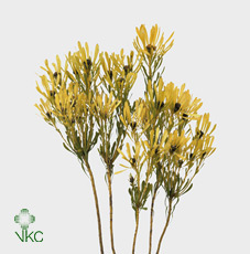 Kaaps Platyspermum