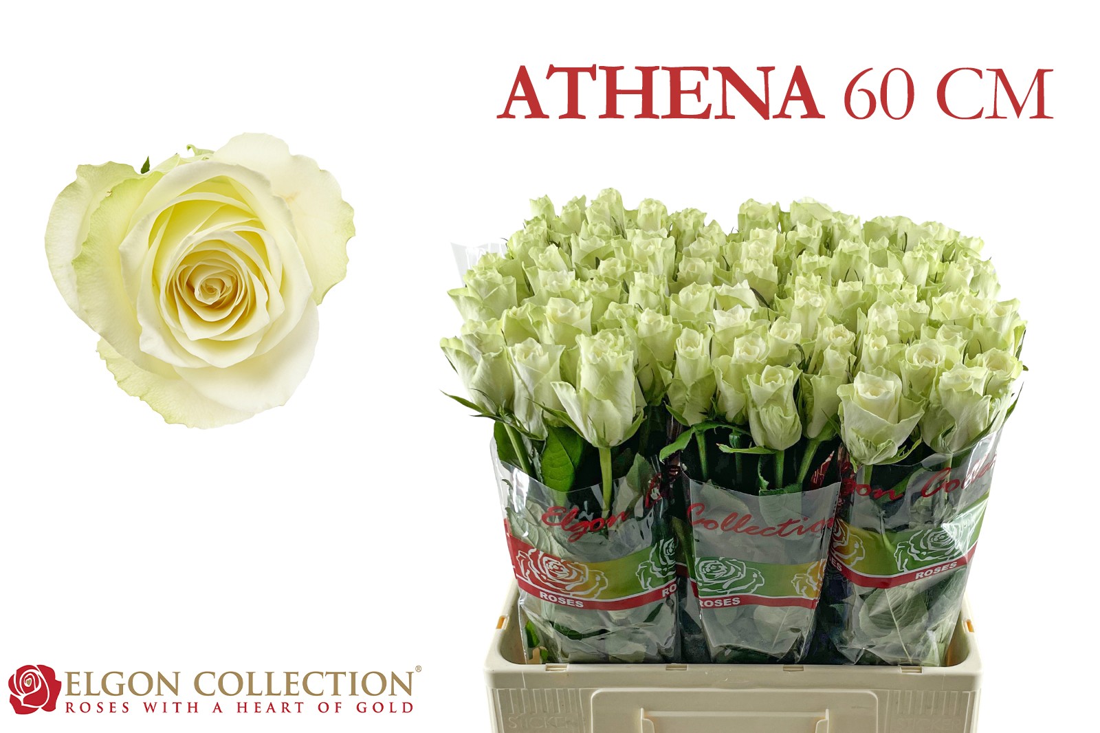 R Gr Athena
